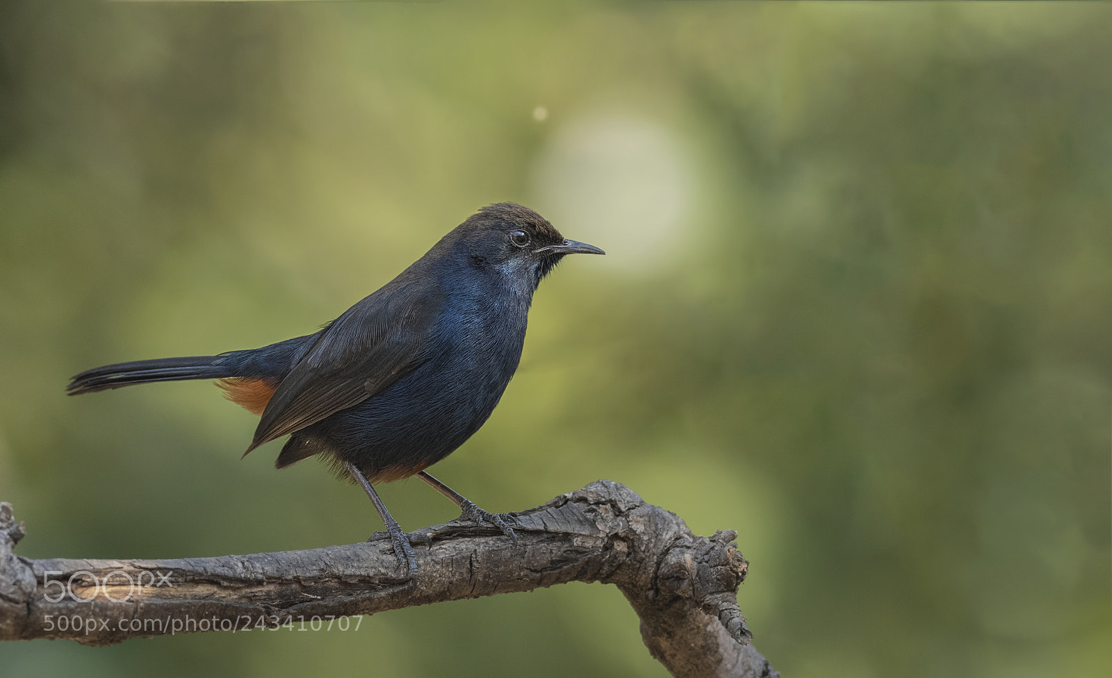 Nikon D500 sample photo. Indian robin photography