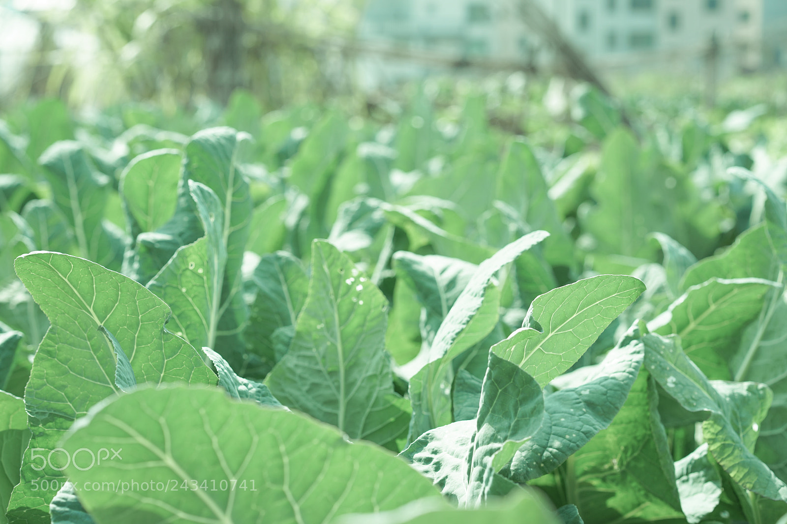 Sony a7R sample photo. Cabbage photography