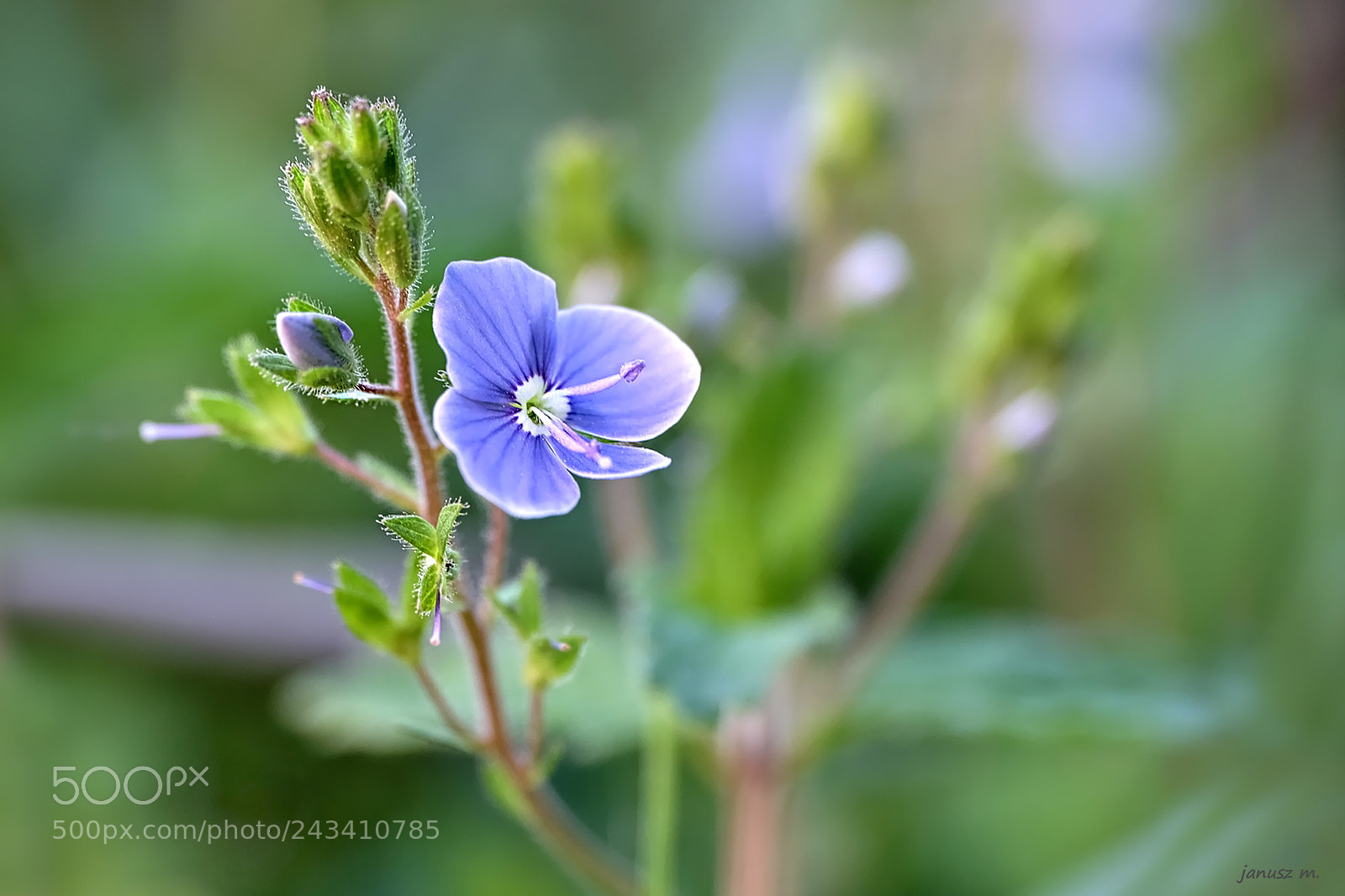 Fujifilm X-T10 sample photo. Blue flower photography