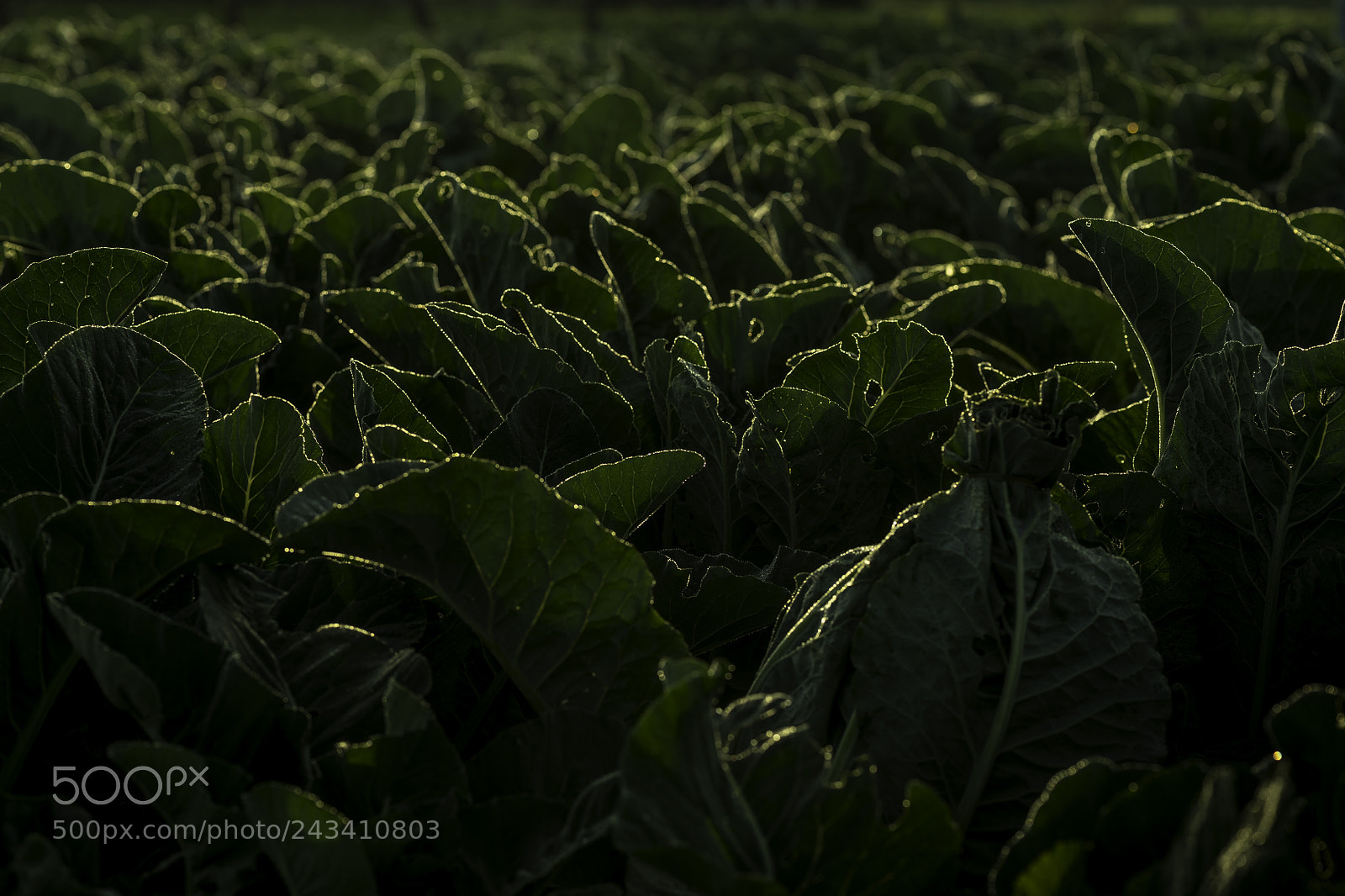 Nikon D850 sample photo. Farm photography