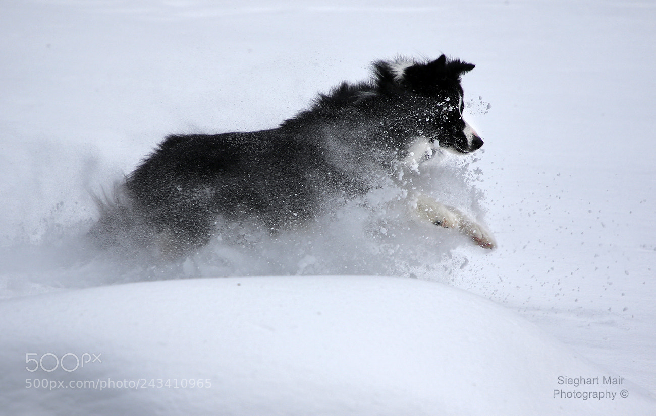 Canon EOS 7D Mark II sample photo. High-spirited photography
