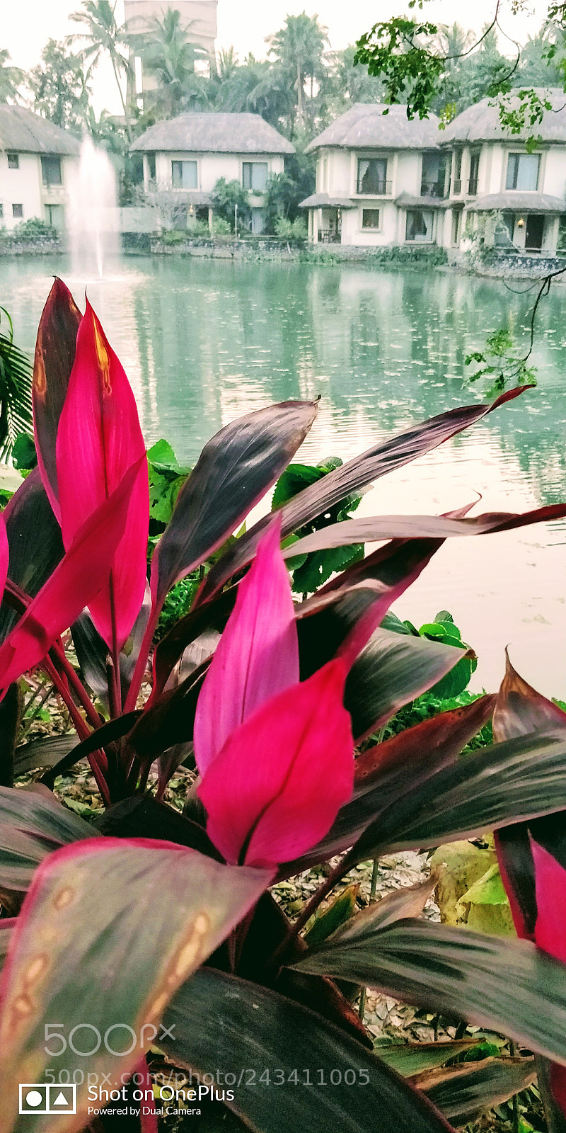 OnePlus 5T sample photo. Vedic village beauty photography