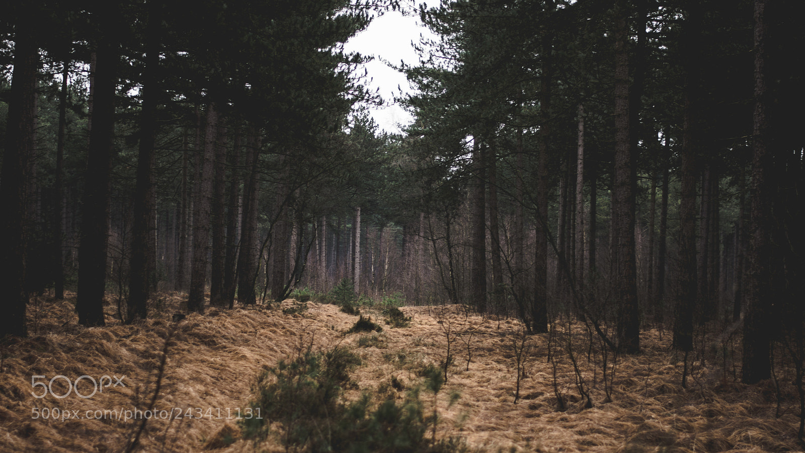 Nikon D7200 sample photo. This is the meadow photography
