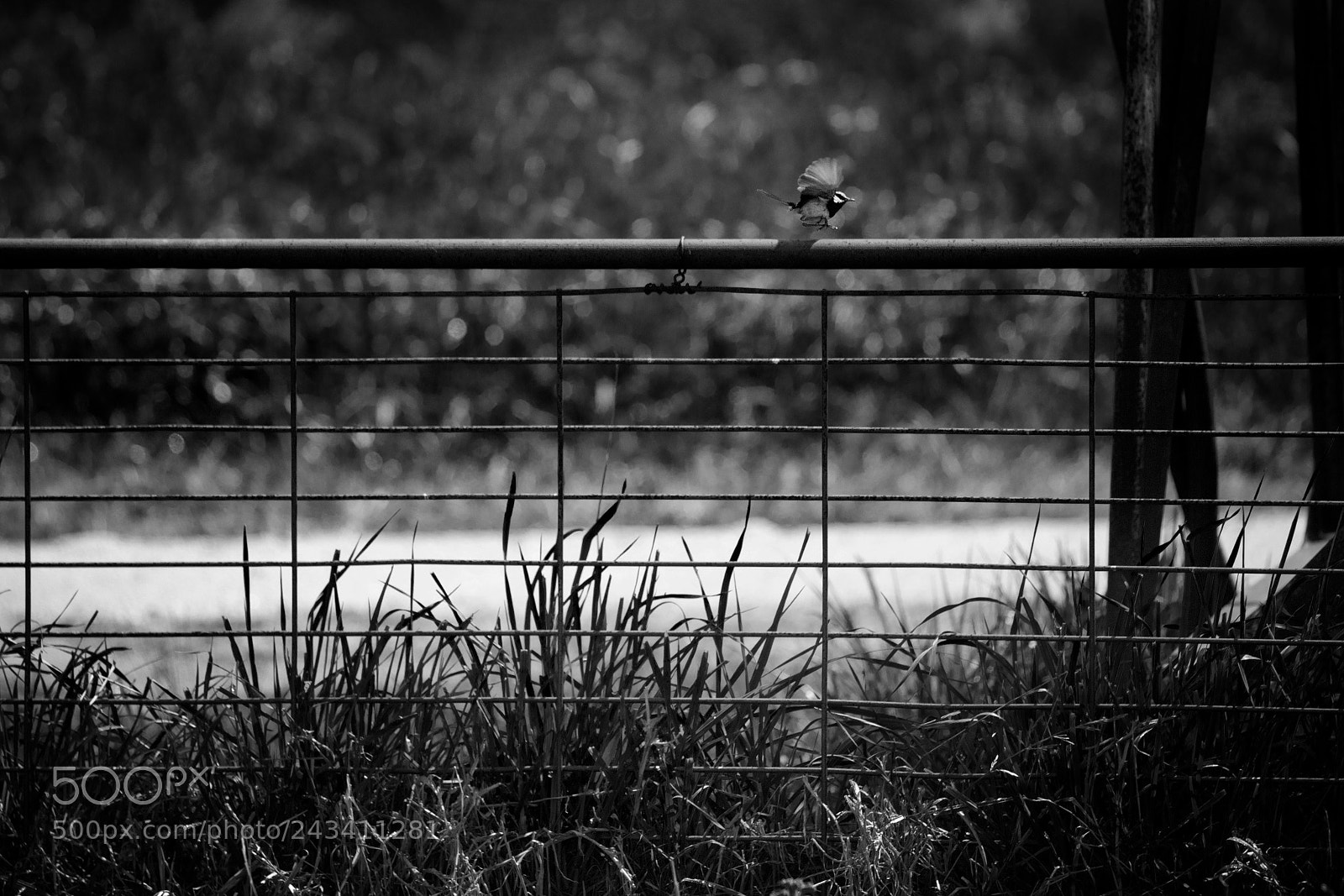 Canon EOS 550D (EOS Rebel T2i / EOS Kiss X4) sample photo. The rail photography