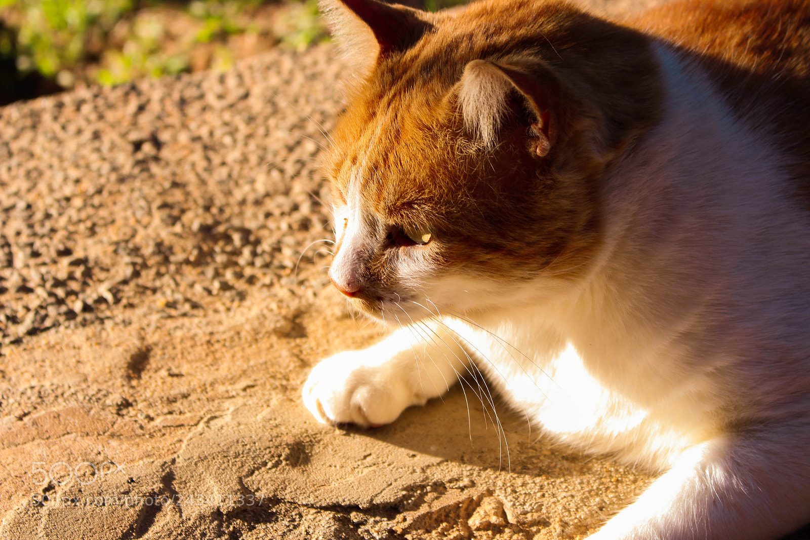Canon EOS 700D (EOS Rebel T5i / EOS Kiss X7i) sample photo. Cute cat photography