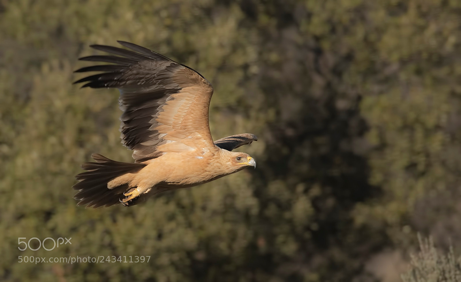 Canon EOS-1D X Mark II sample photo. Spanish imperial eagle photography