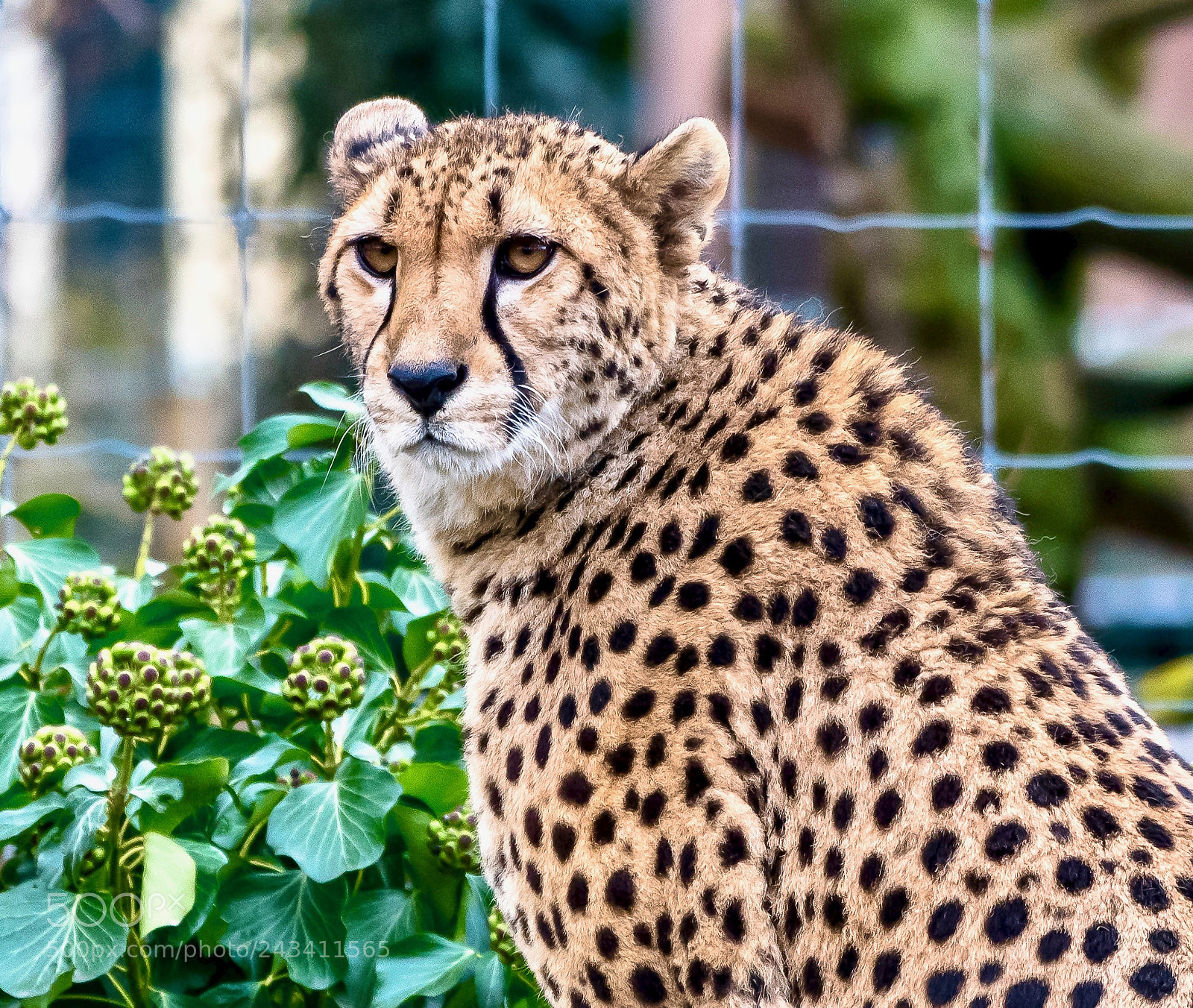 Nikon D850 sample photo. Love thy pride o photography