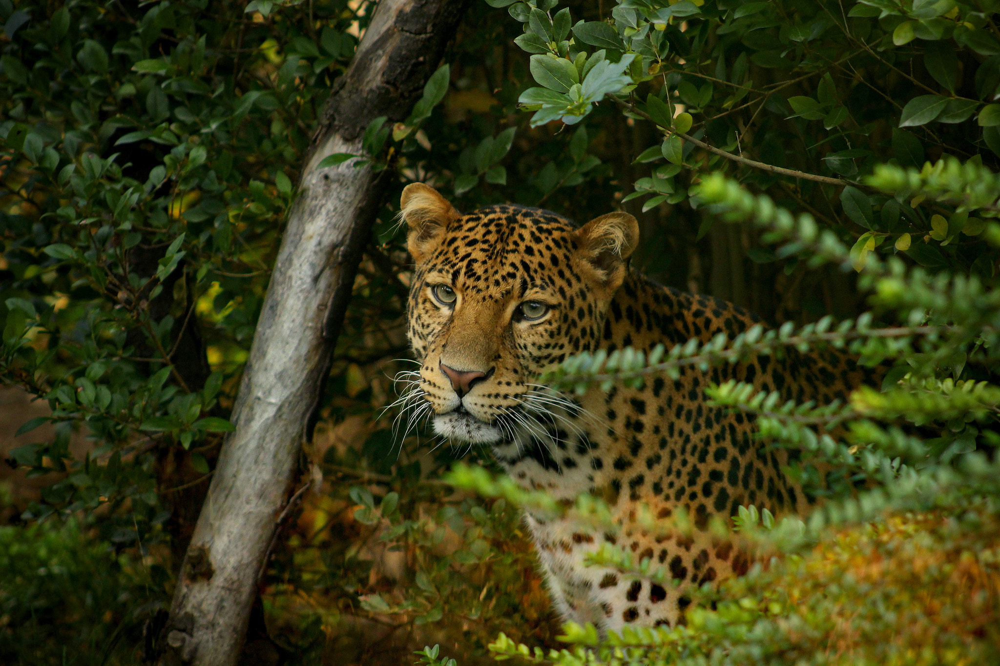 Canon EF 75-300mm f/4-5.6 USM sample photo. Javan leopard (panthera pardus melas) photography