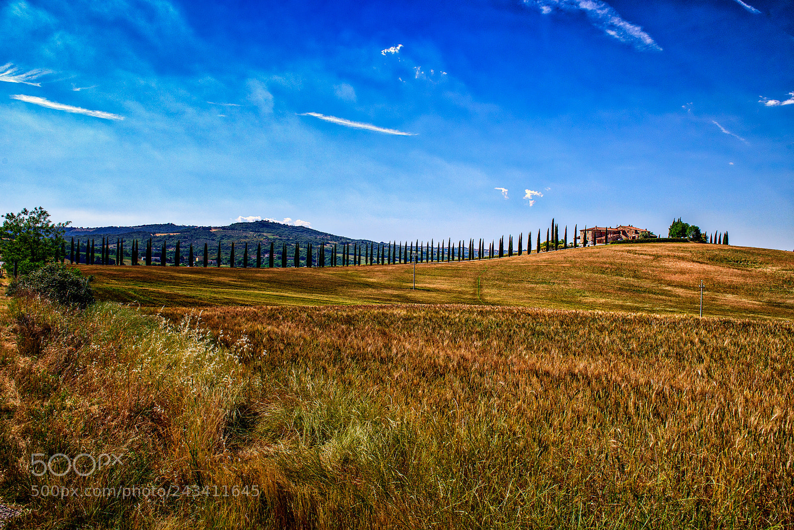 Nikon D810 sample photo. Horizon cypress tree road photography