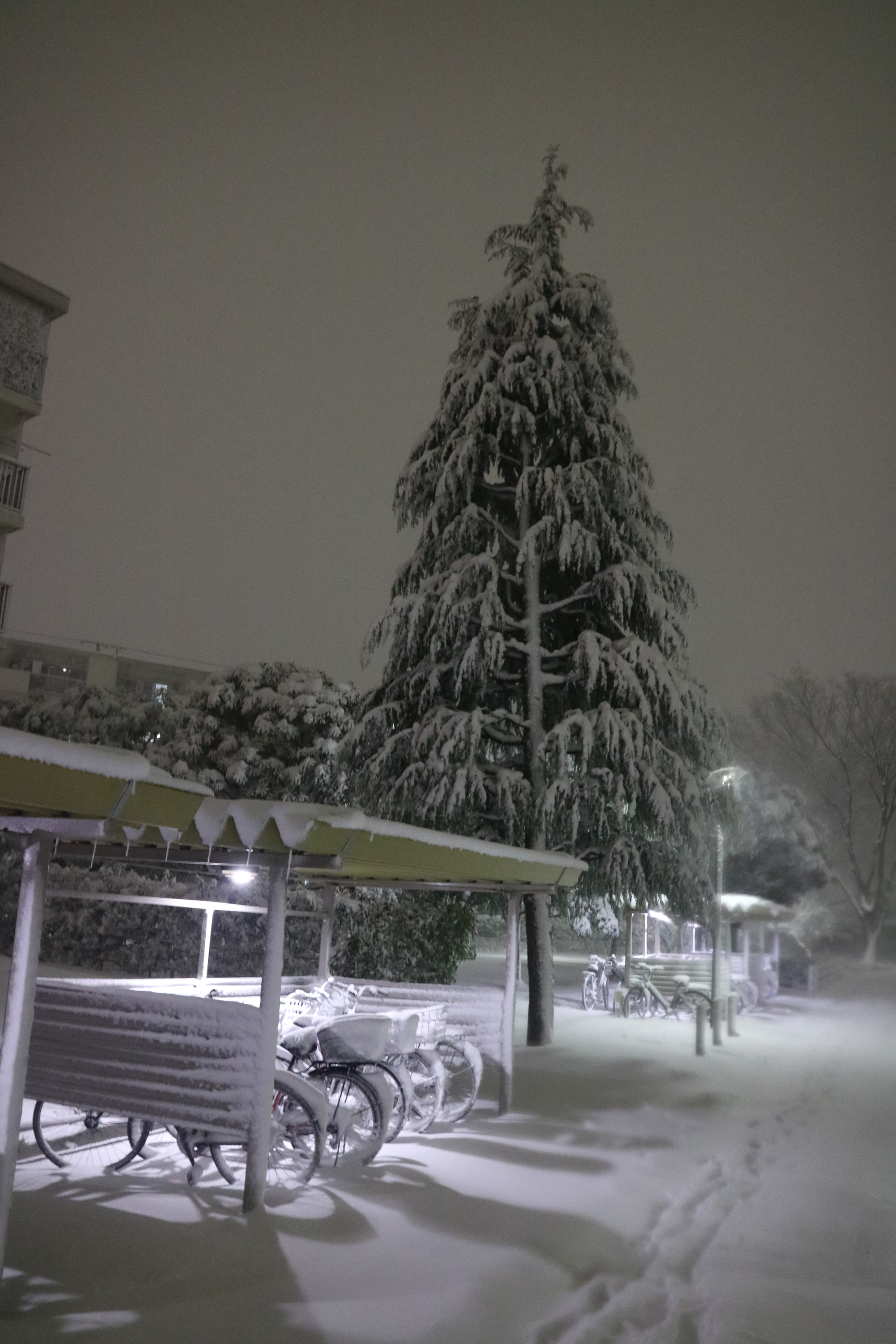 Canon EOS M3 sample photo. A lone tree in tokyo street photography