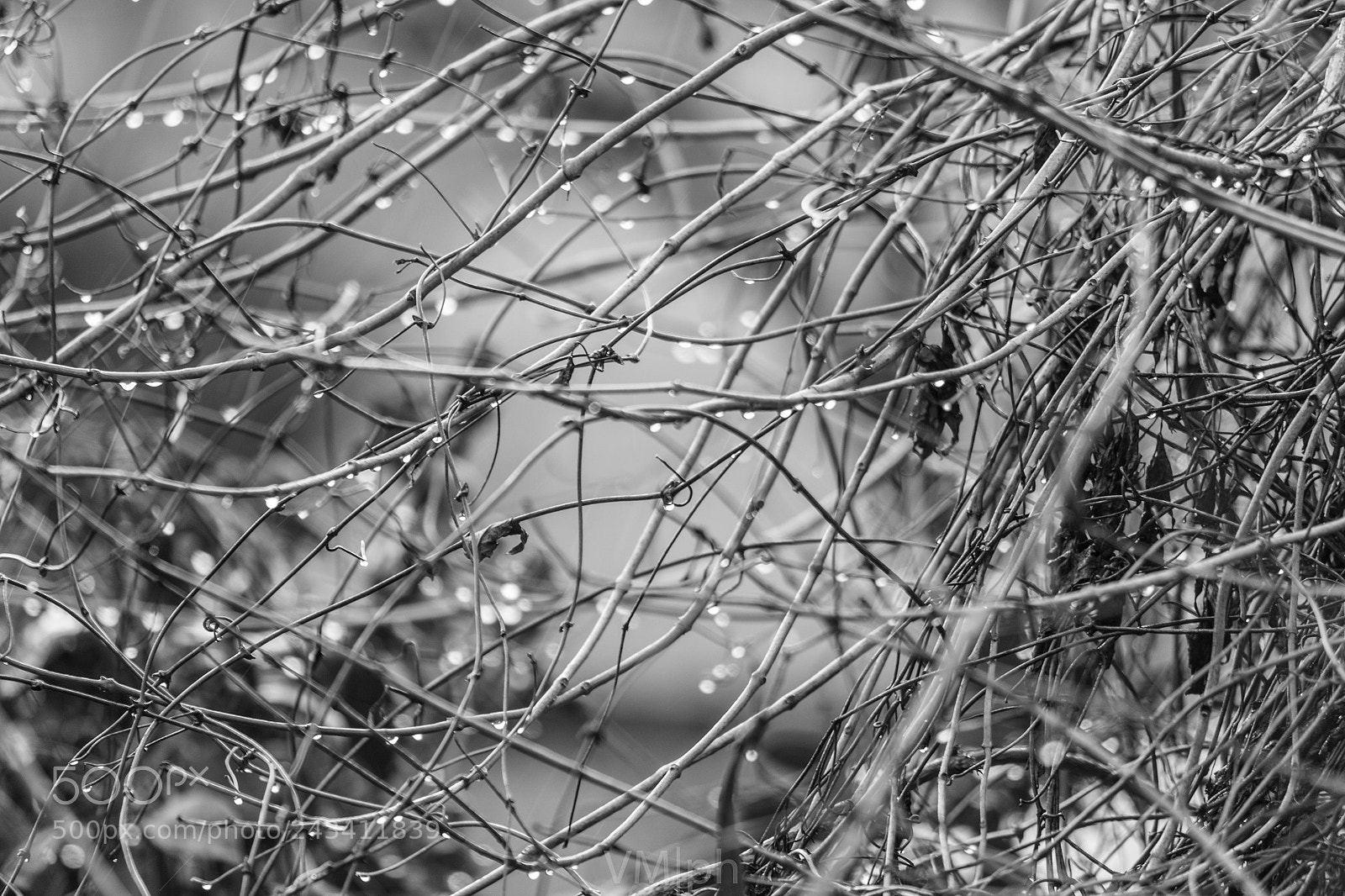 Canon EOS 7D Mark II sample photo. Drops of january photography
