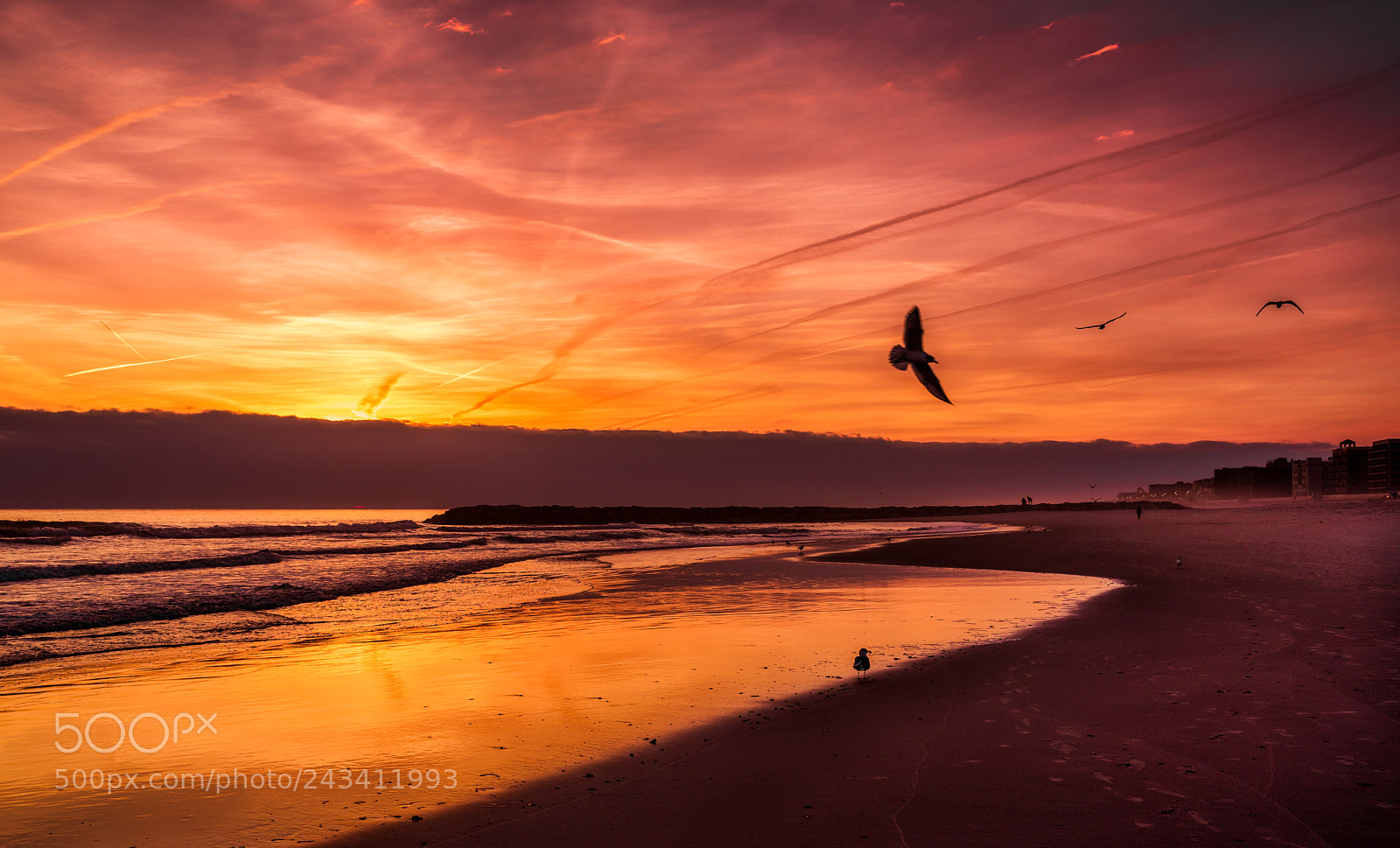Nikon D810 sample photo. Flying free photography