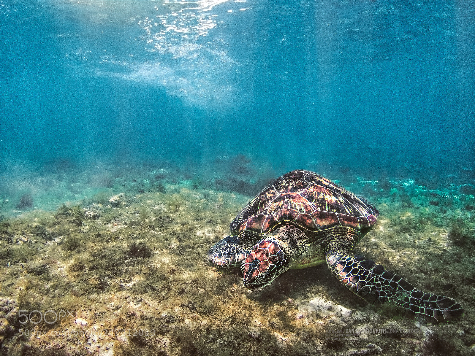 Olympus TG-4 sample photo. Apo island 2017 photography