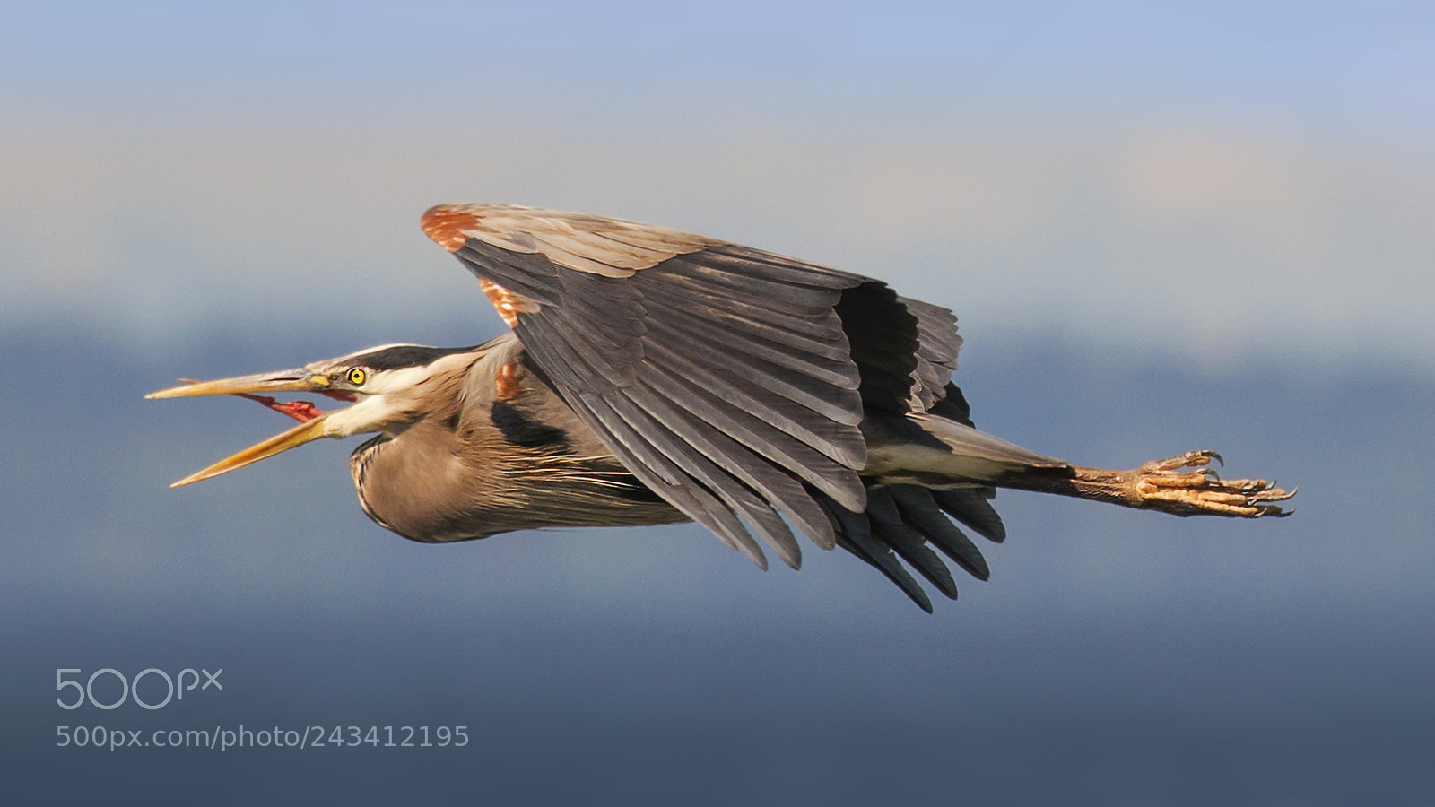 Nikon D800E sample photo. Great blue heron in photography