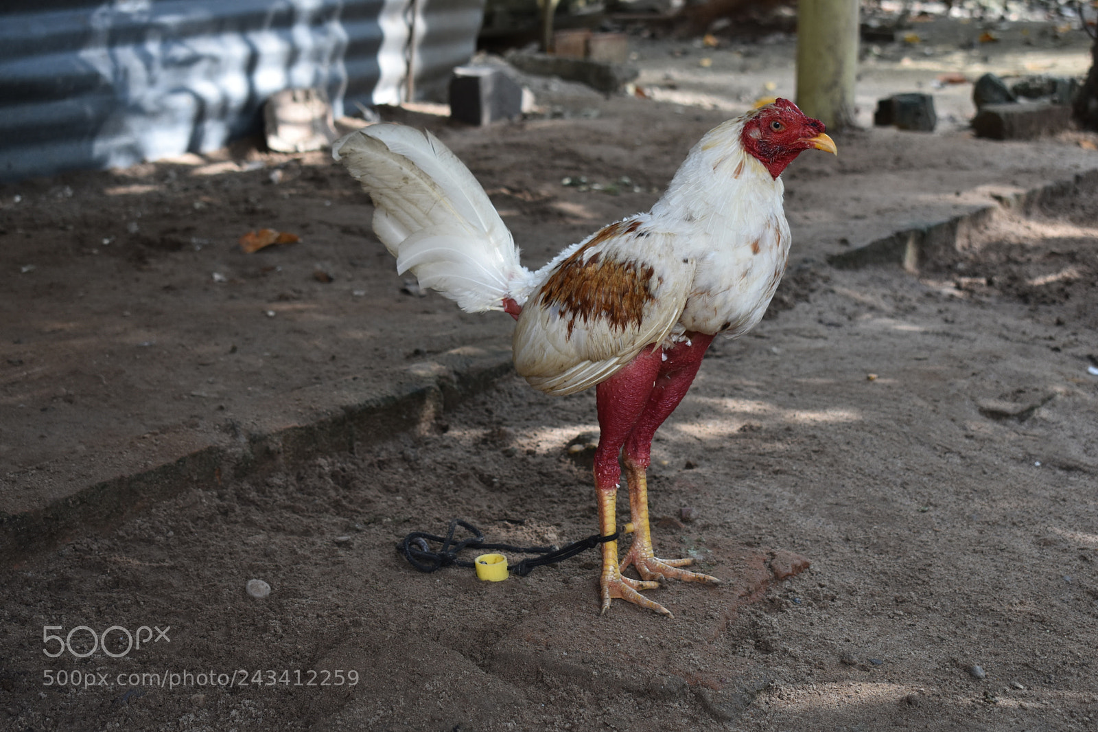 Nikon D3400 sample photo. Pollo fino. photography