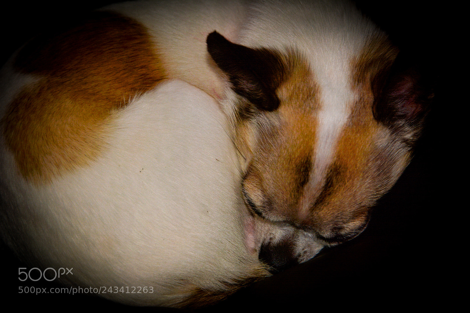 Nikon D7100 sample photo. Lilly photography