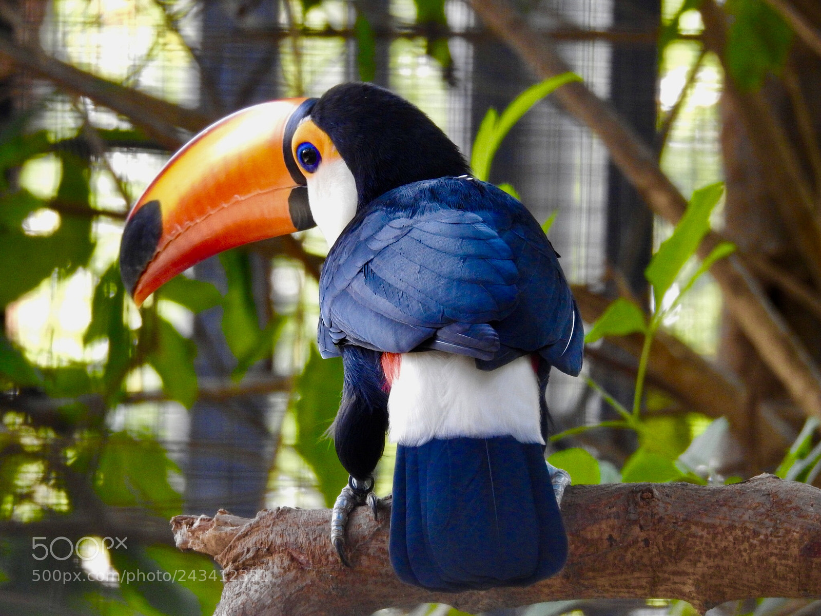 Nikon Coolpix P900 sample photo. Toco toucan photography
