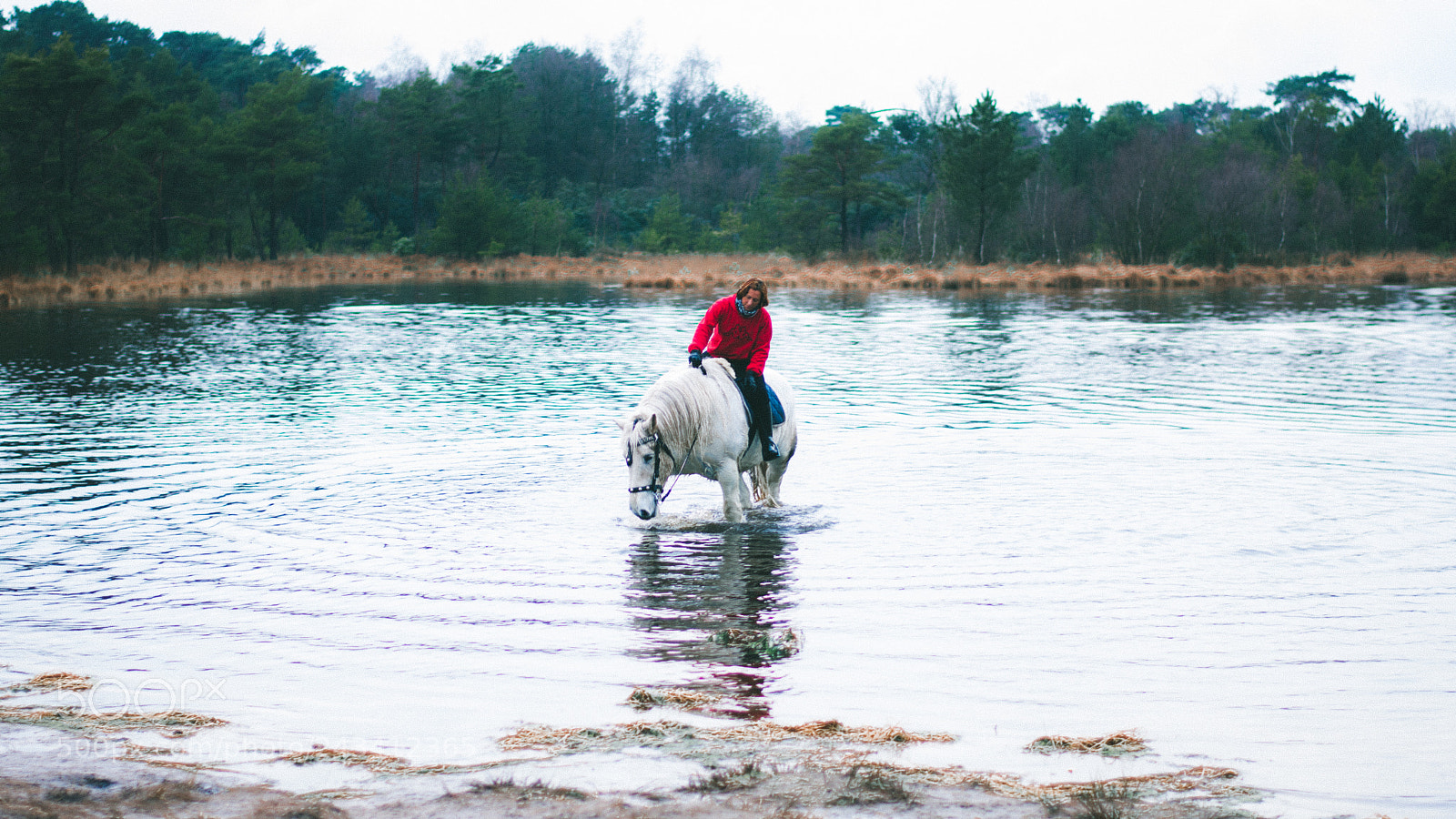 Nikon D7200 sample photo. Horse on the water photography