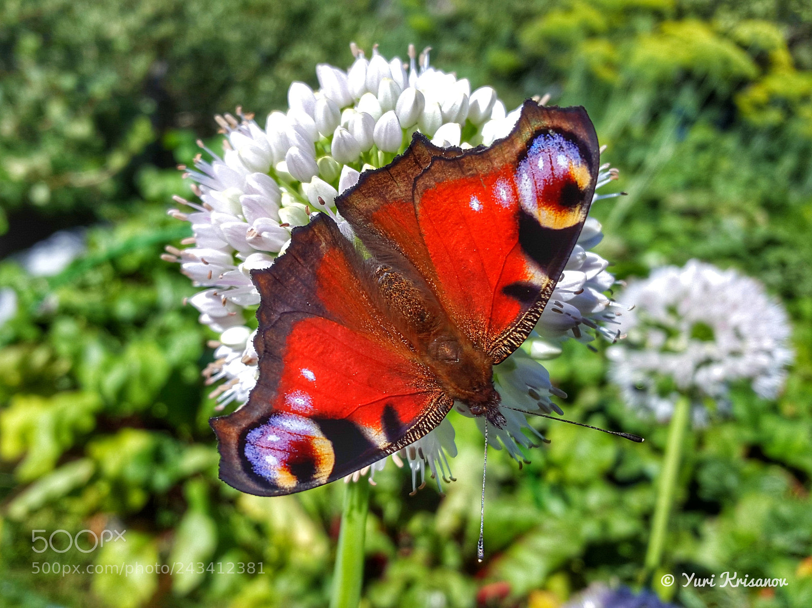 Samsung Galaxy Alpha sample photo. Peacock butterfly on the photography
