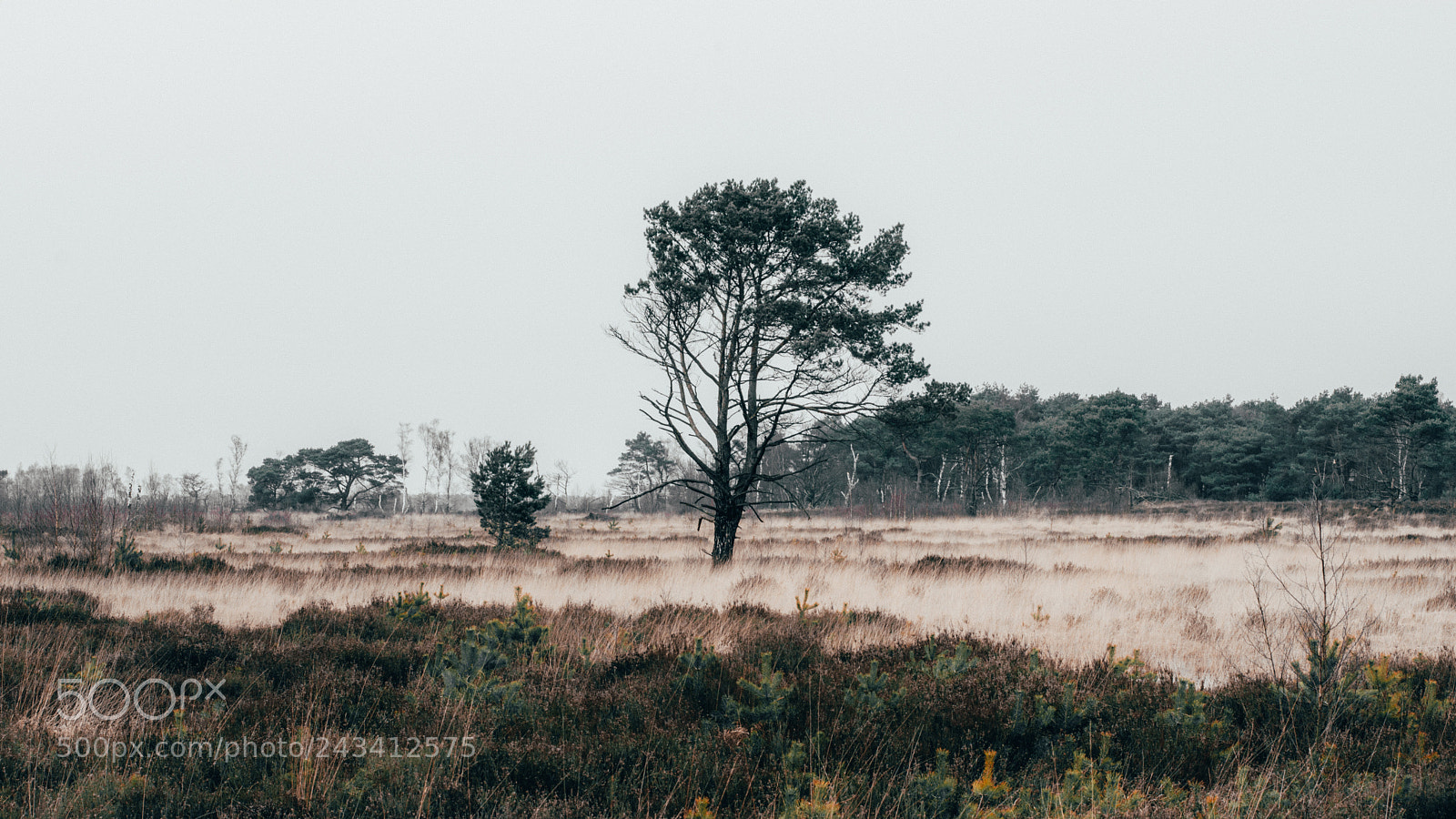 Nikon D7200 sample photo. Lonely tree in kalmthout photography