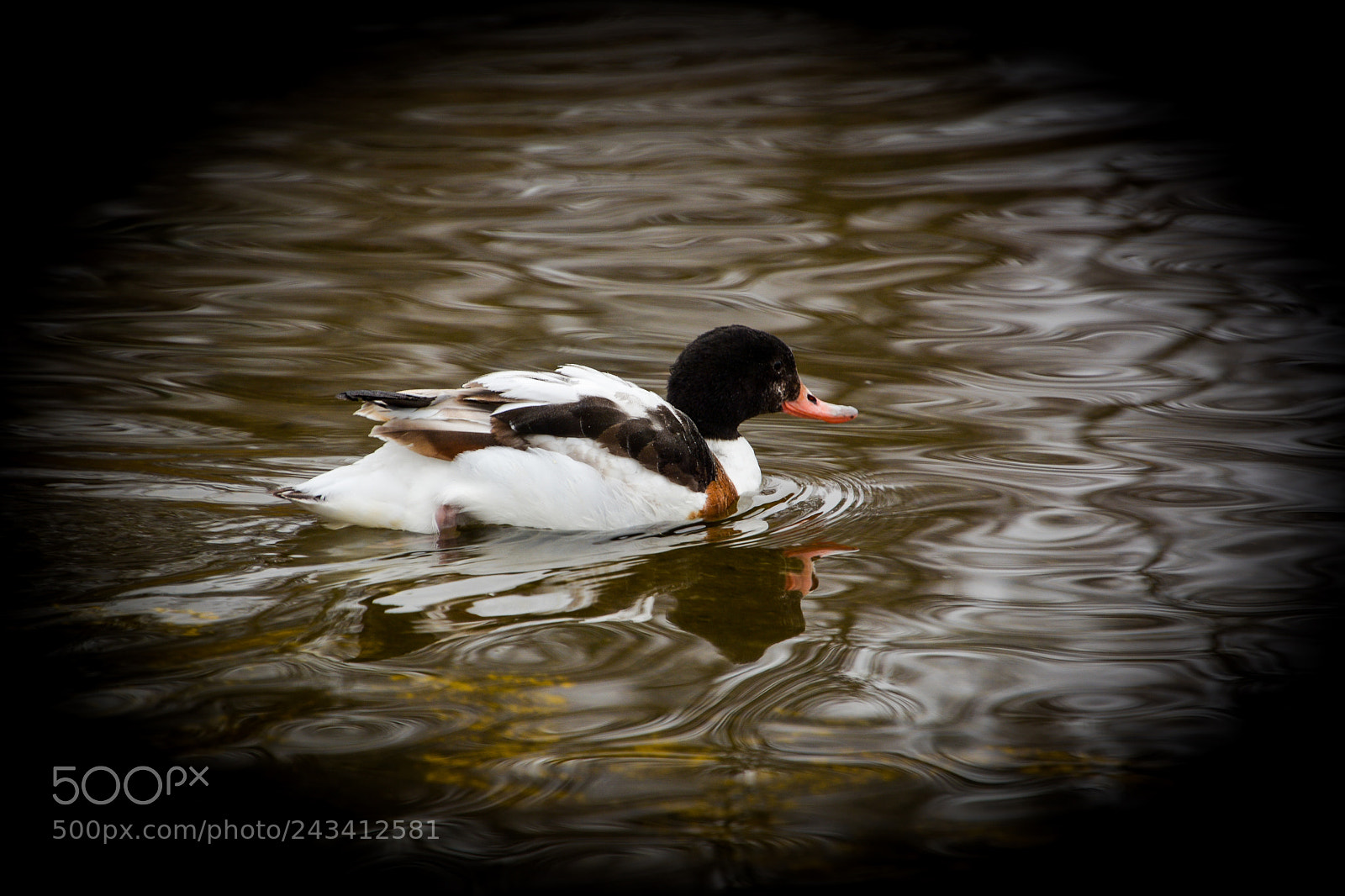 Nikon D7100 sample photo. Duck photography
