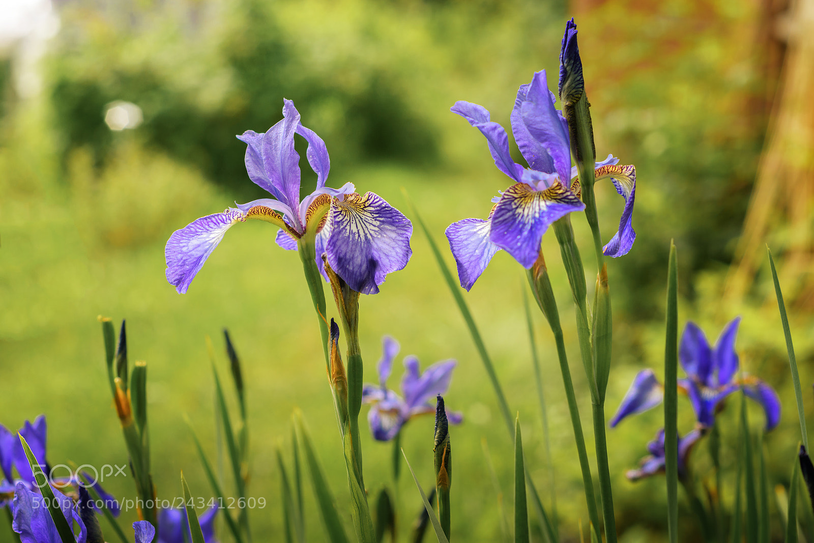 Nikon D7200 sample photo. Iris flowering photography