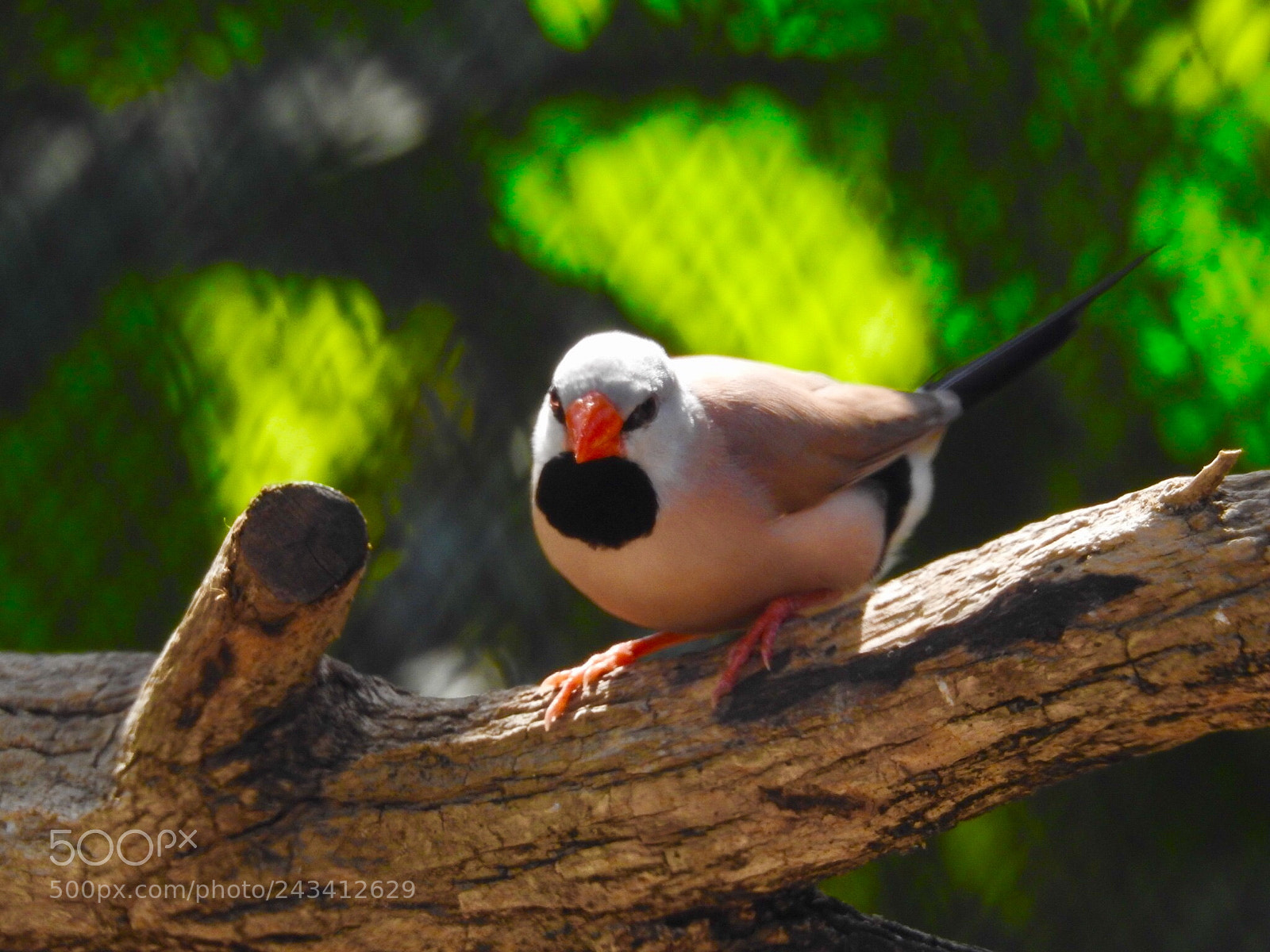 Nikon Coolpix P900 sample photo. Blackheart finch photography