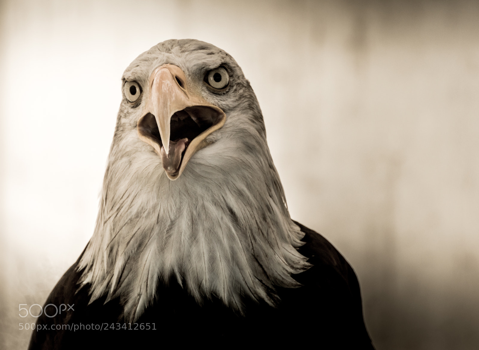 Nikon D3200 sample photo. Bird of prey photography