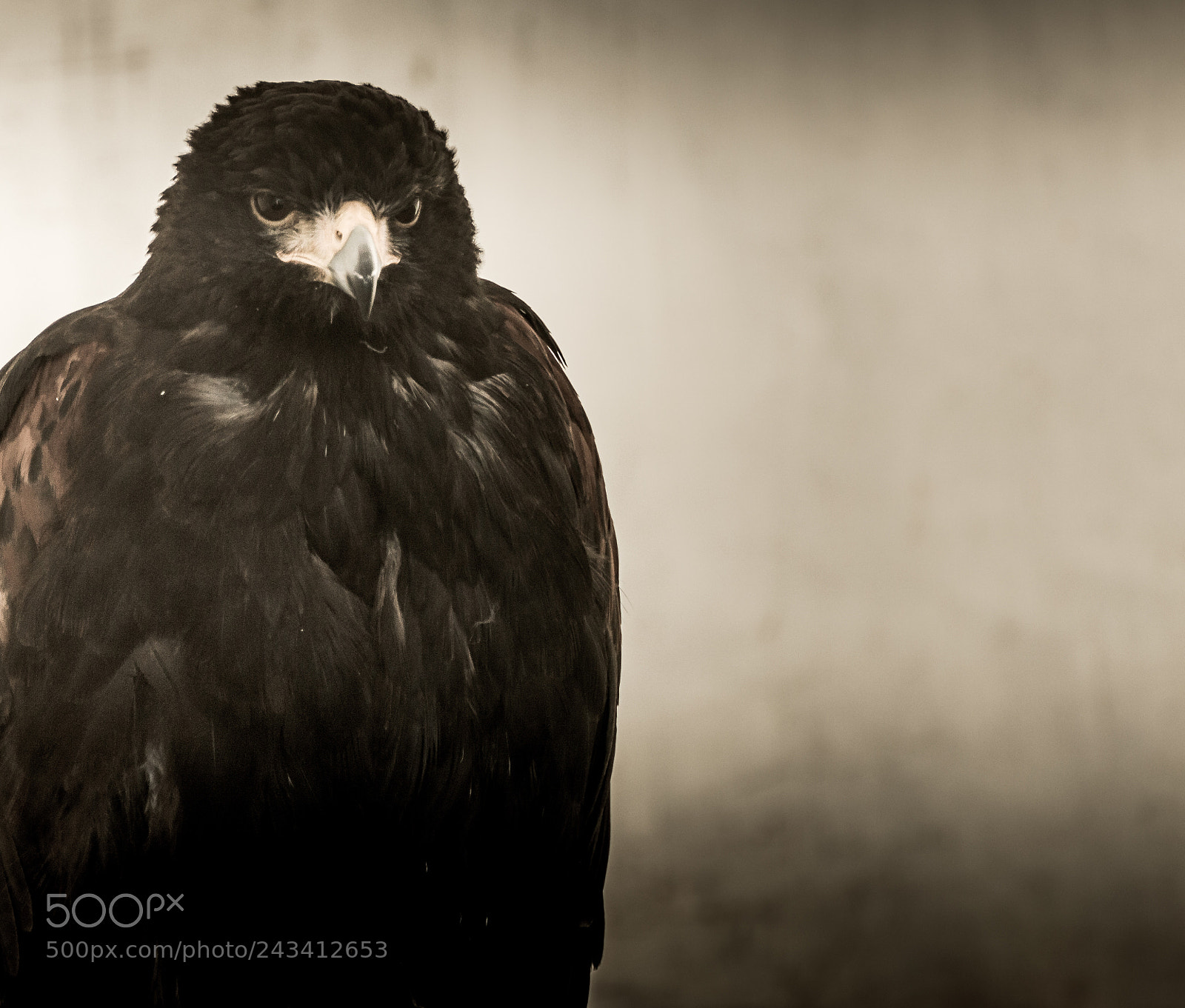 Nikon D3200 sample photo. Bird of prey photography