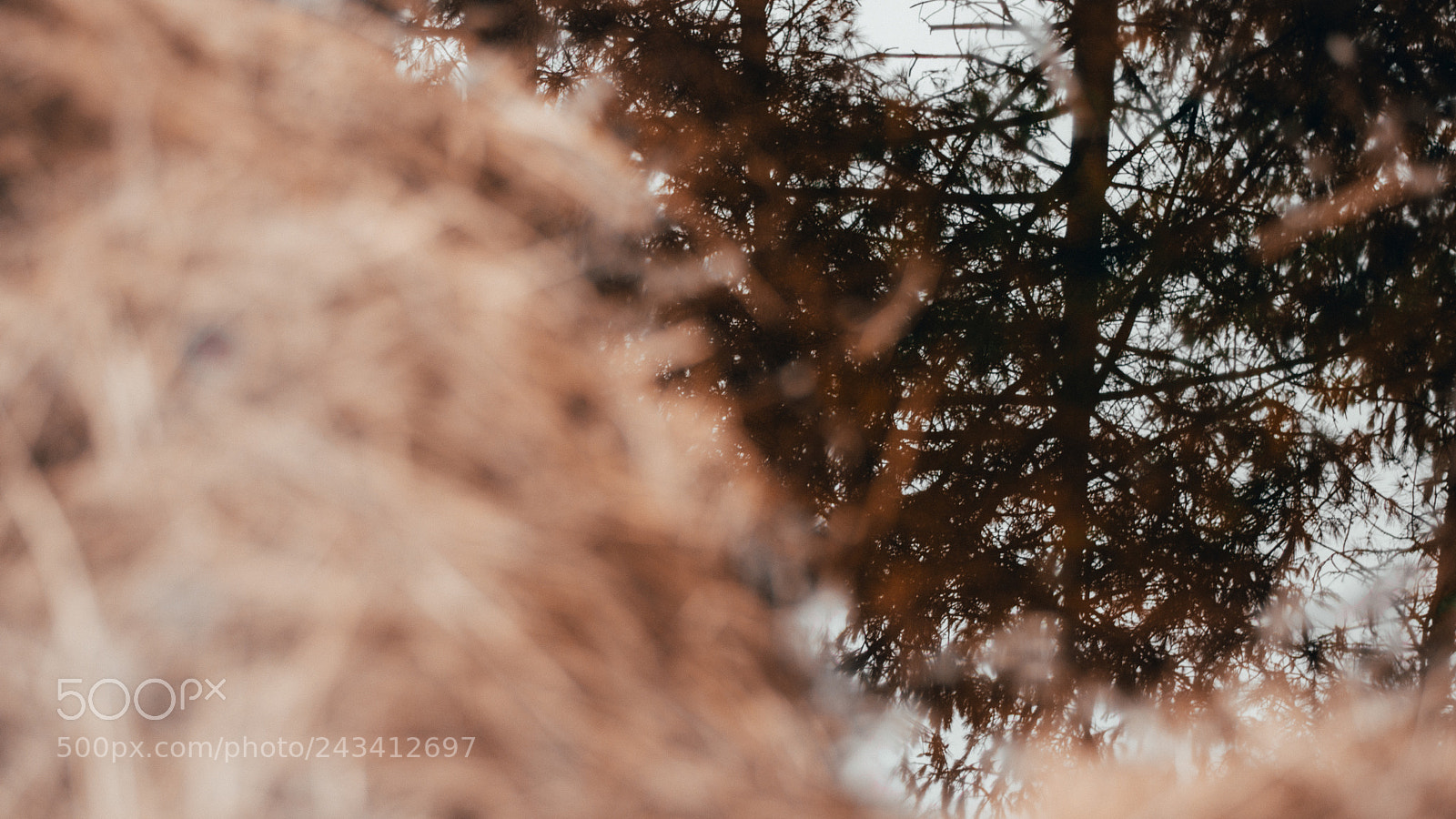 Nikon D7200 sample photo. Marshy in kalmthout, belgium photography