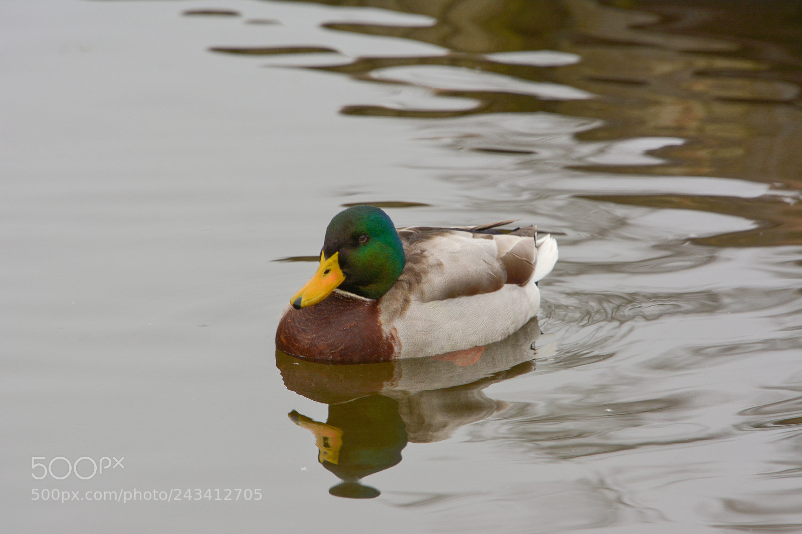 Nikon D7100 sample photo. Mallard duck photography