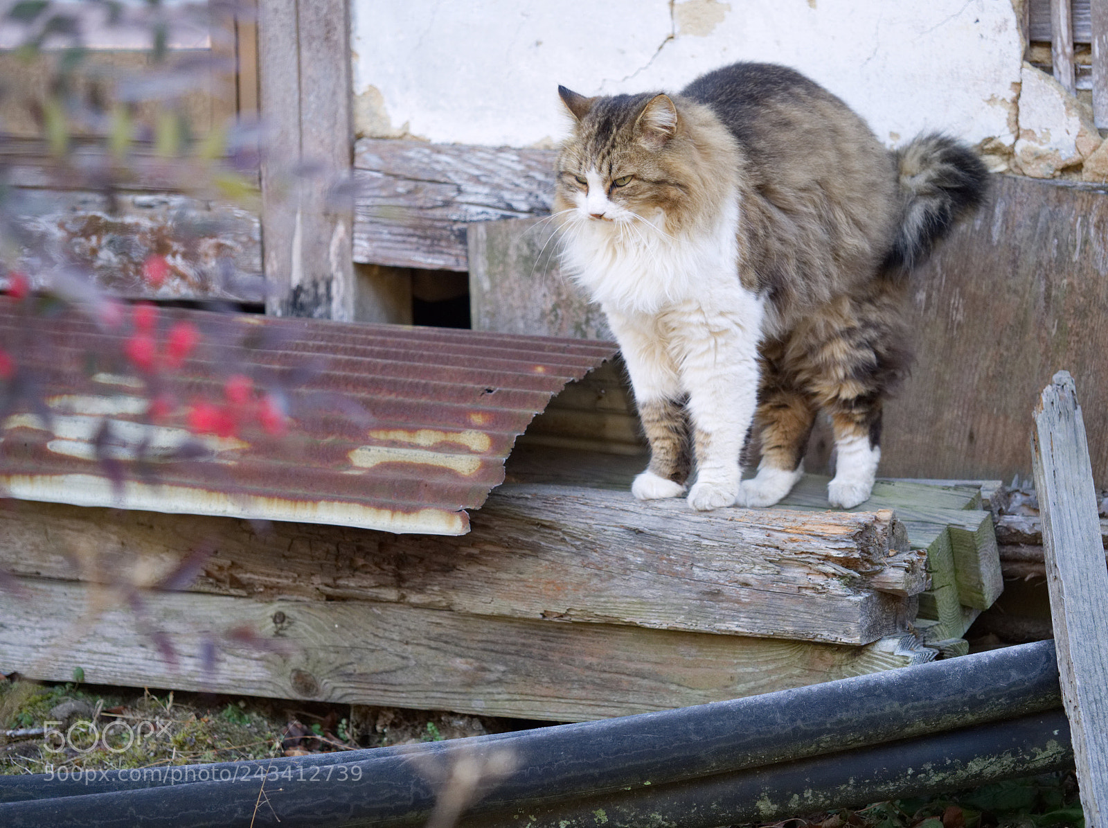 Olympus OM-D E-M1 Mark II sample photo. Oh i'm going to photography
