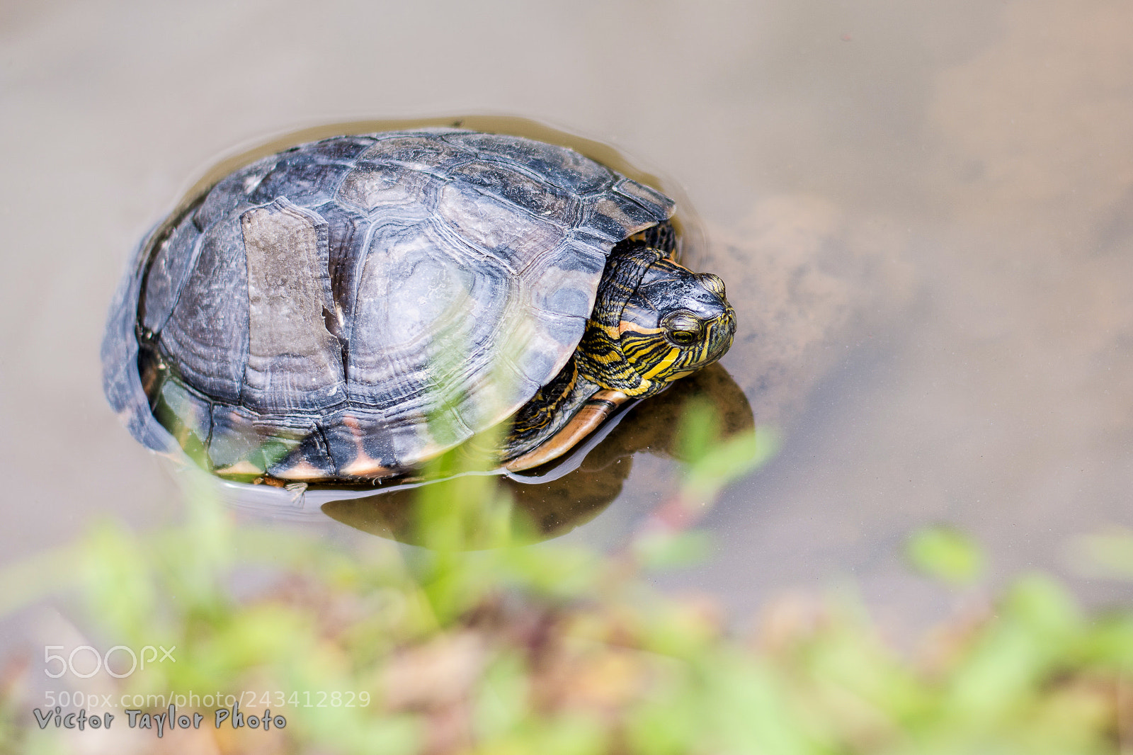 Nikon D7100 sample photo. Turtle i photography