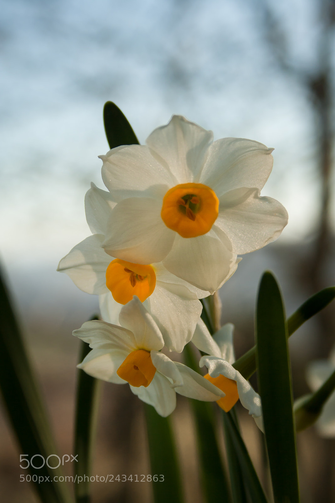 Canon EOS 1000D (EOS Digital Rebel XS / EOS Kiss F) sample photo. Sunbathed flowers photography