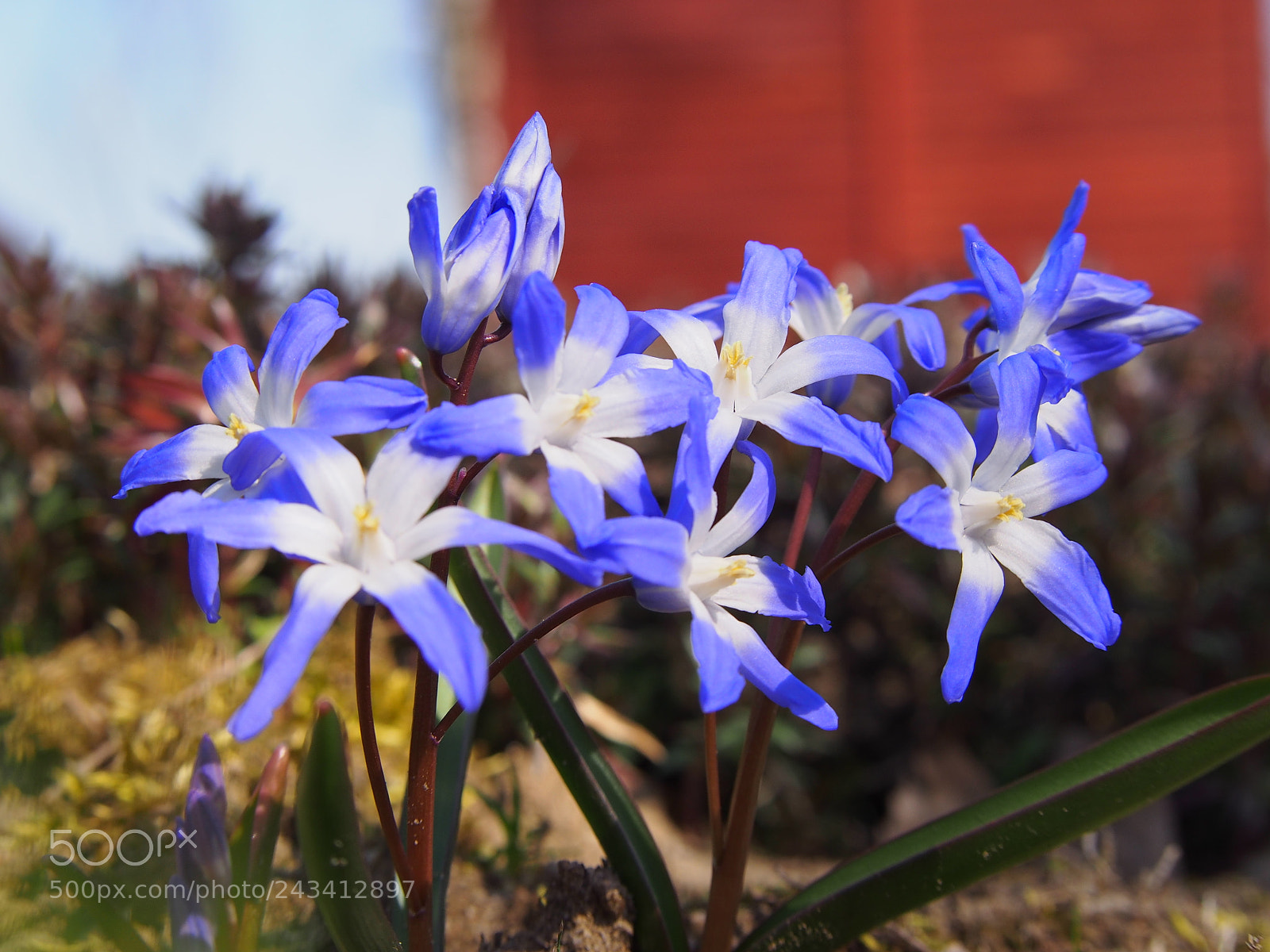 Olympus PEN E-PL5 sample photo. Scilla, spring flower. photography