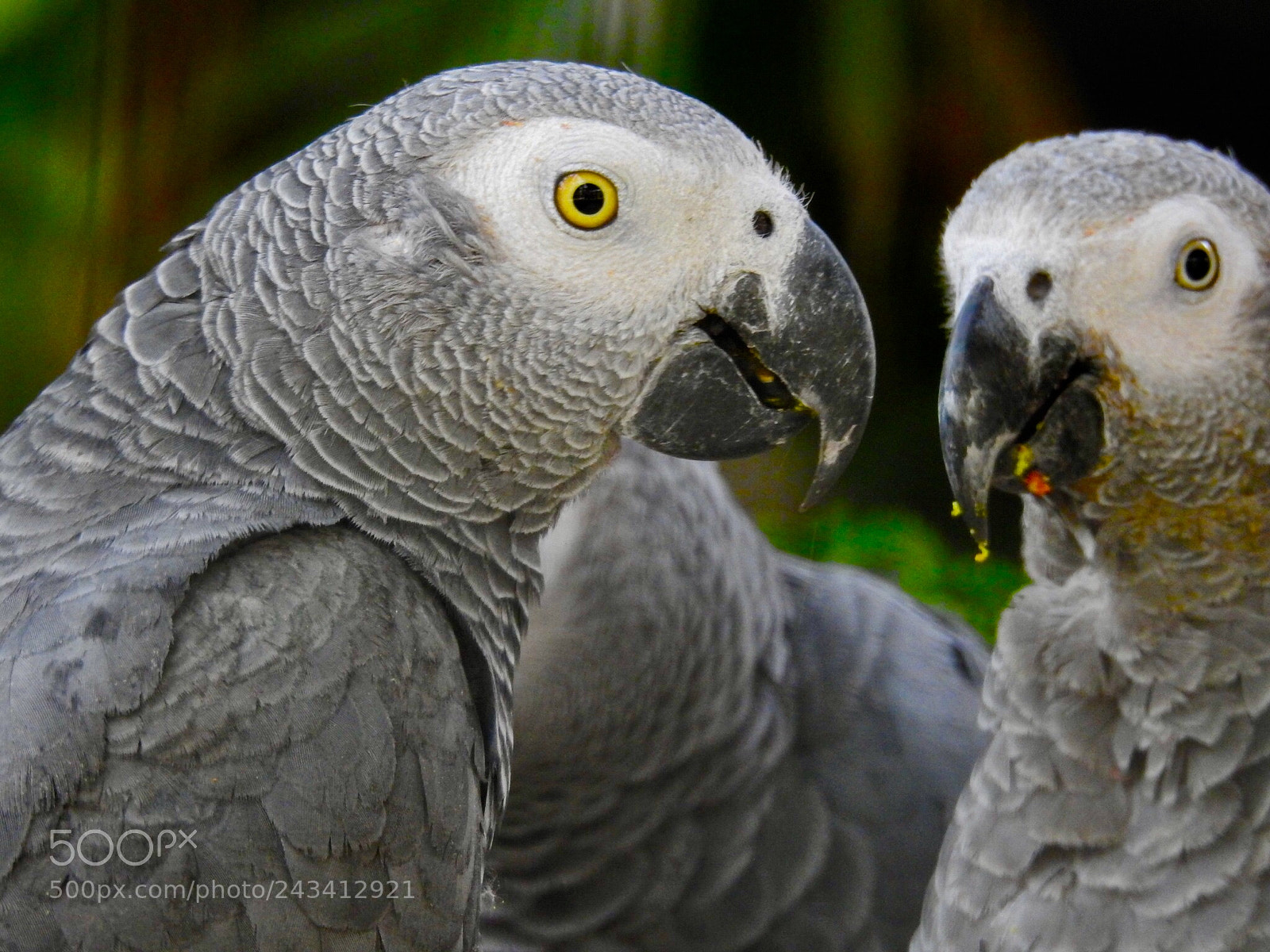 Nikon Coolpix P900 sample photo. African grey parrot photography
