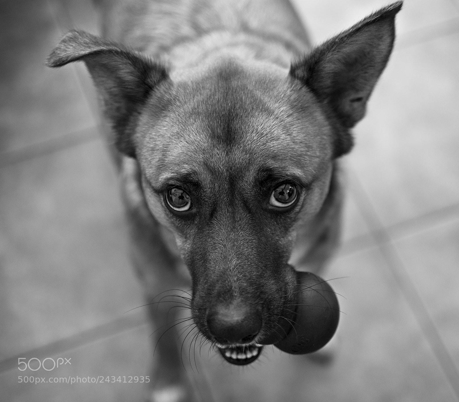 Nikon D7100 sample photo. Play with me? photography
