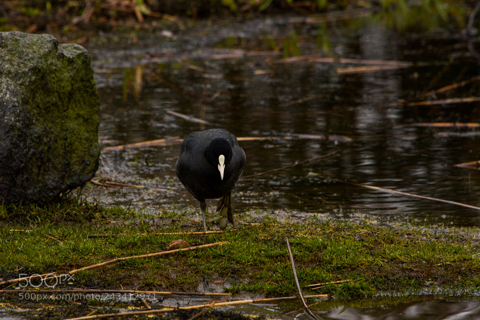 Nikon D7100 sample photo. Moorhen photography