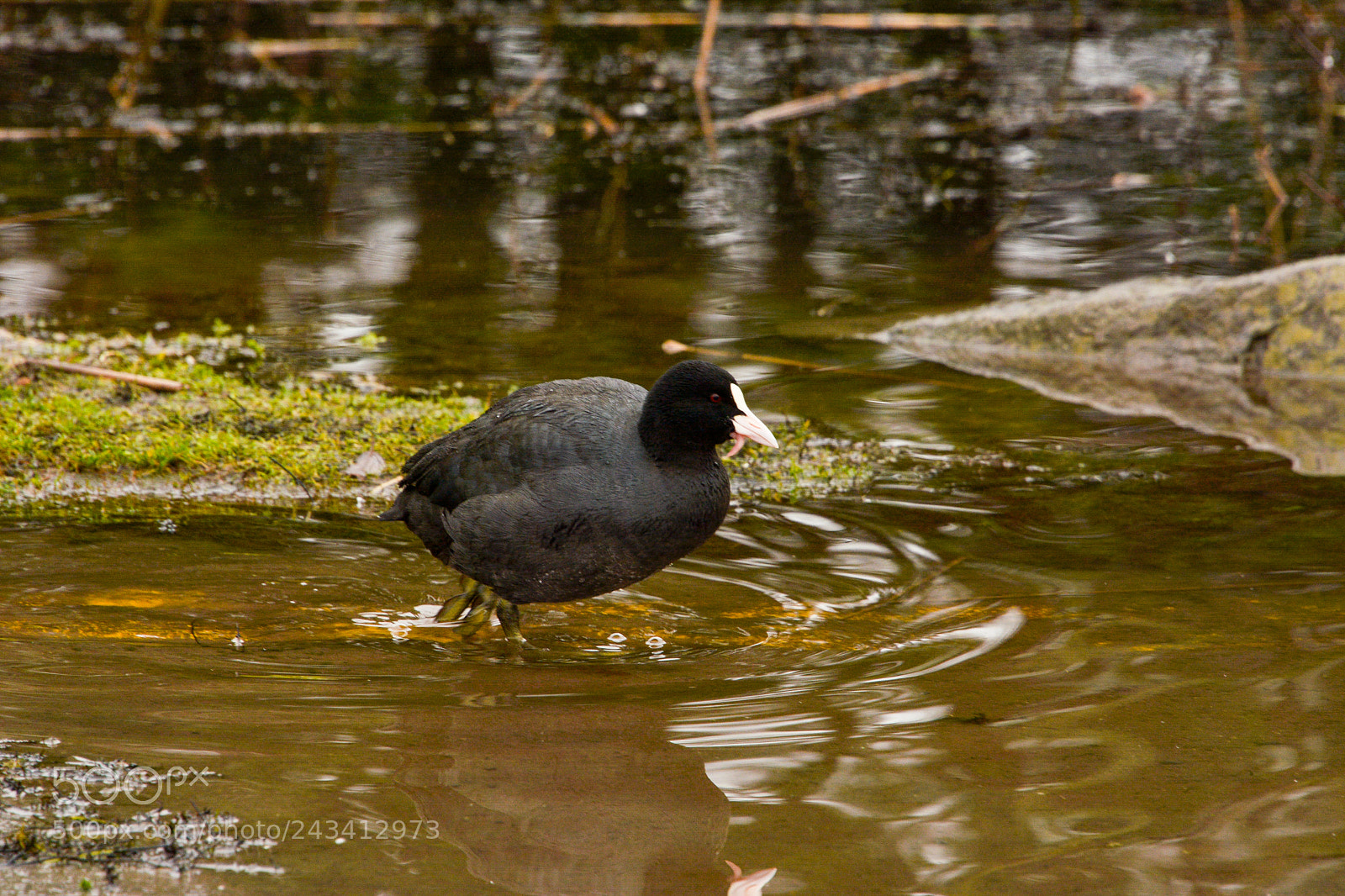 Nikon D7100 sample photo. Moorhen photography