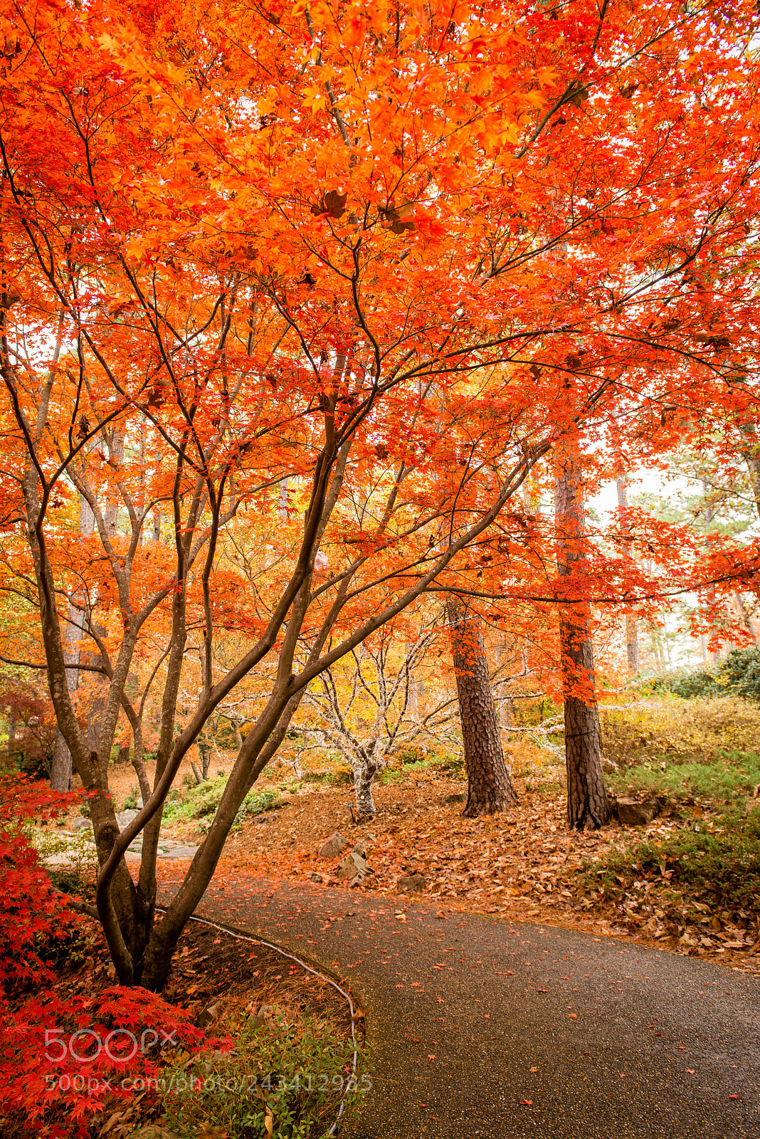 Nikon D800 sample photo. Fall colors photography