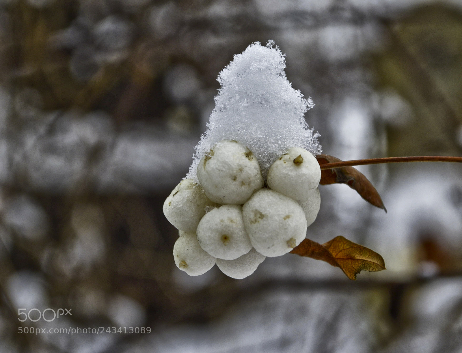Nikon D3100 sample photo. Осень, зима... photography