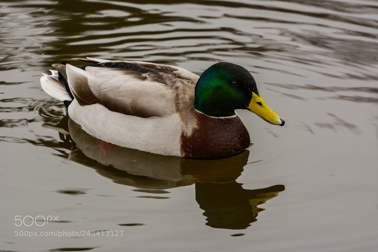 Nikon D7100 sample photo. Mallard photography