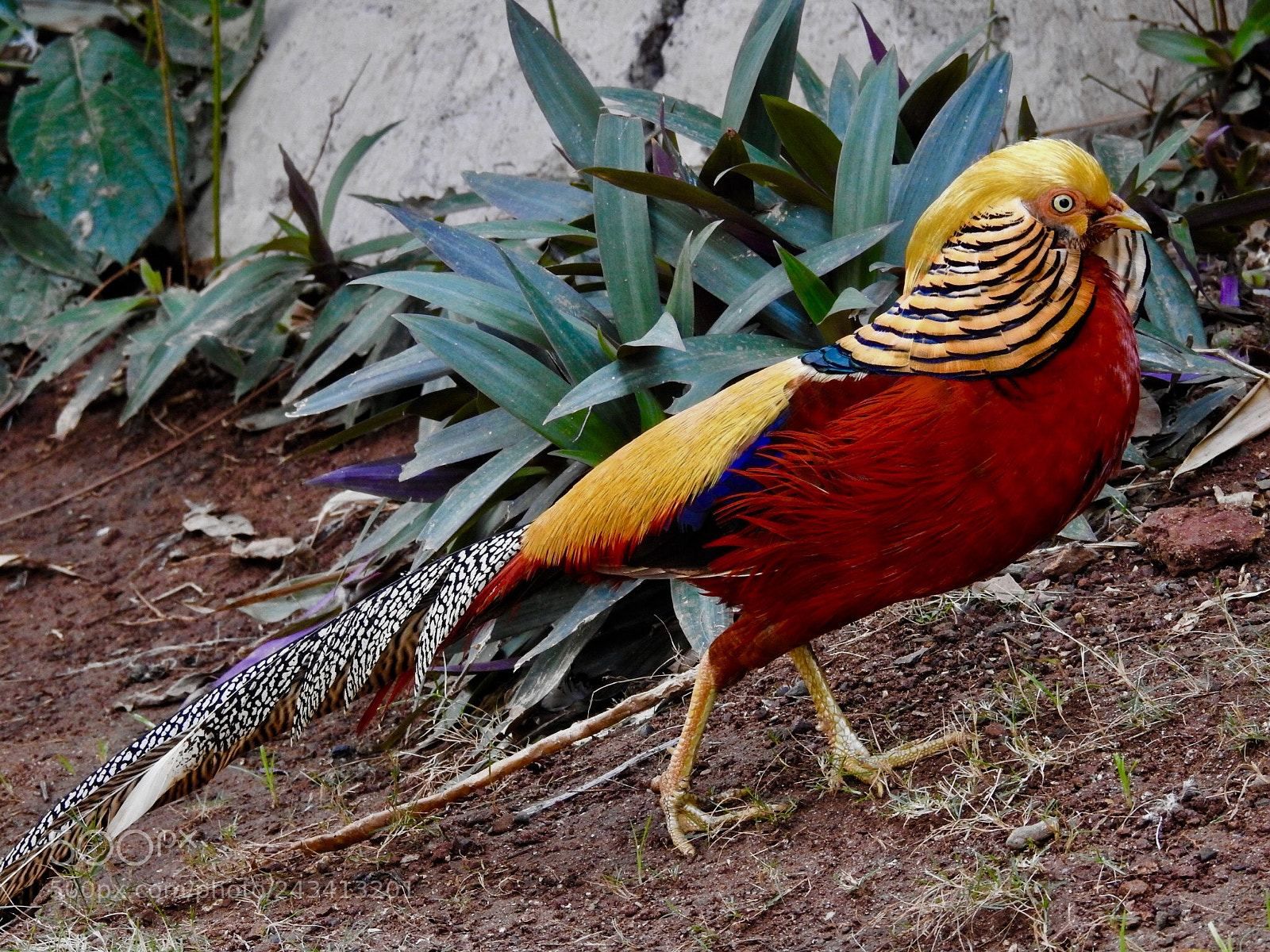 Nikon Coolpix P900 sample photo. Golden pheasant photography