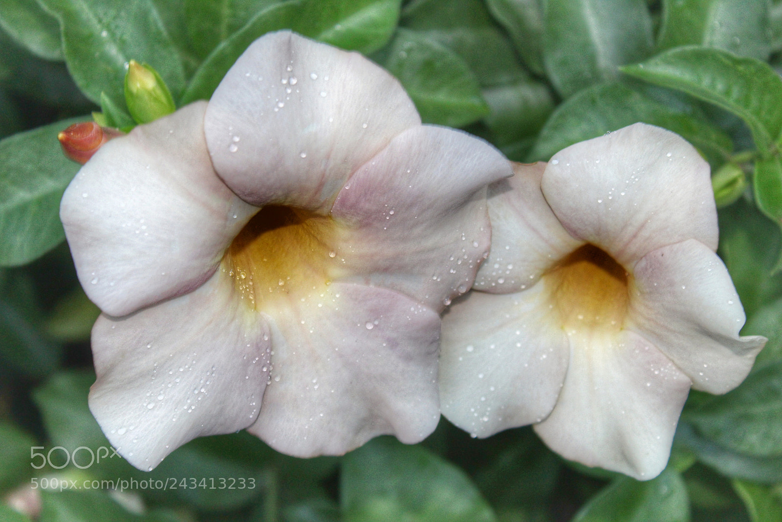 Canon EOS 1300D (EOS Rebel T6 / EOS Kiss X80) sample photo. An white flower photography