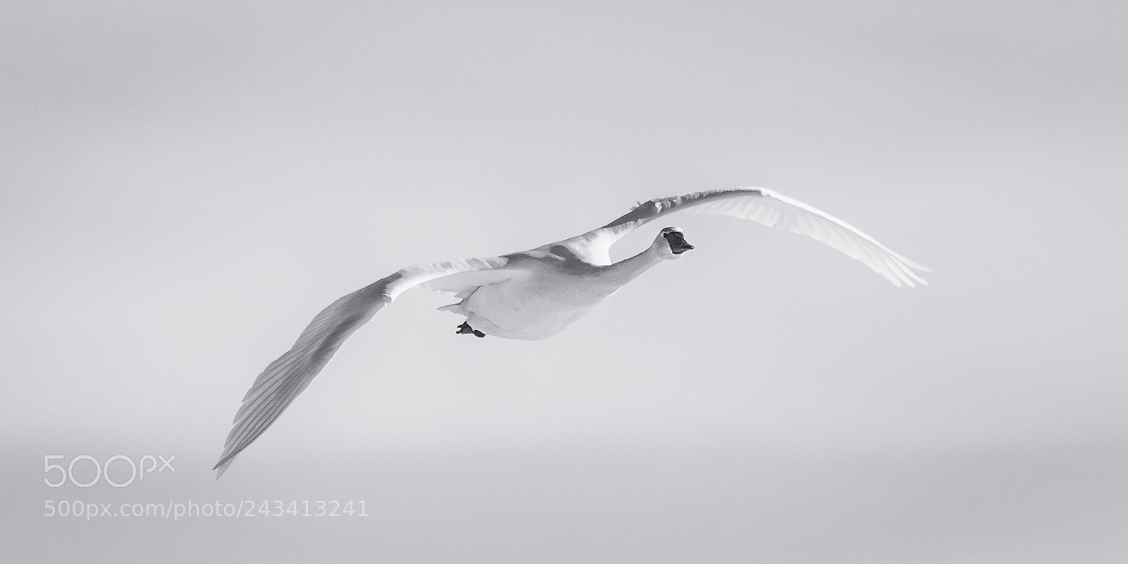 Nikon D810 sample photo. Beautiful flyers xiii photography