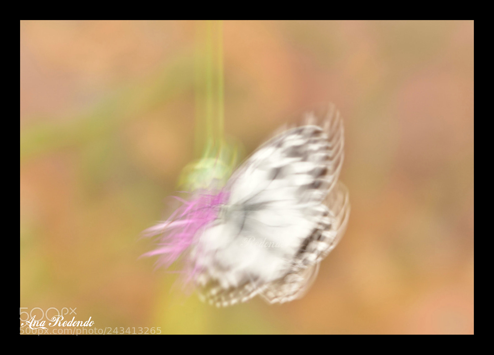Nikon D7200 sample photo. Dibujando una mariposa photography