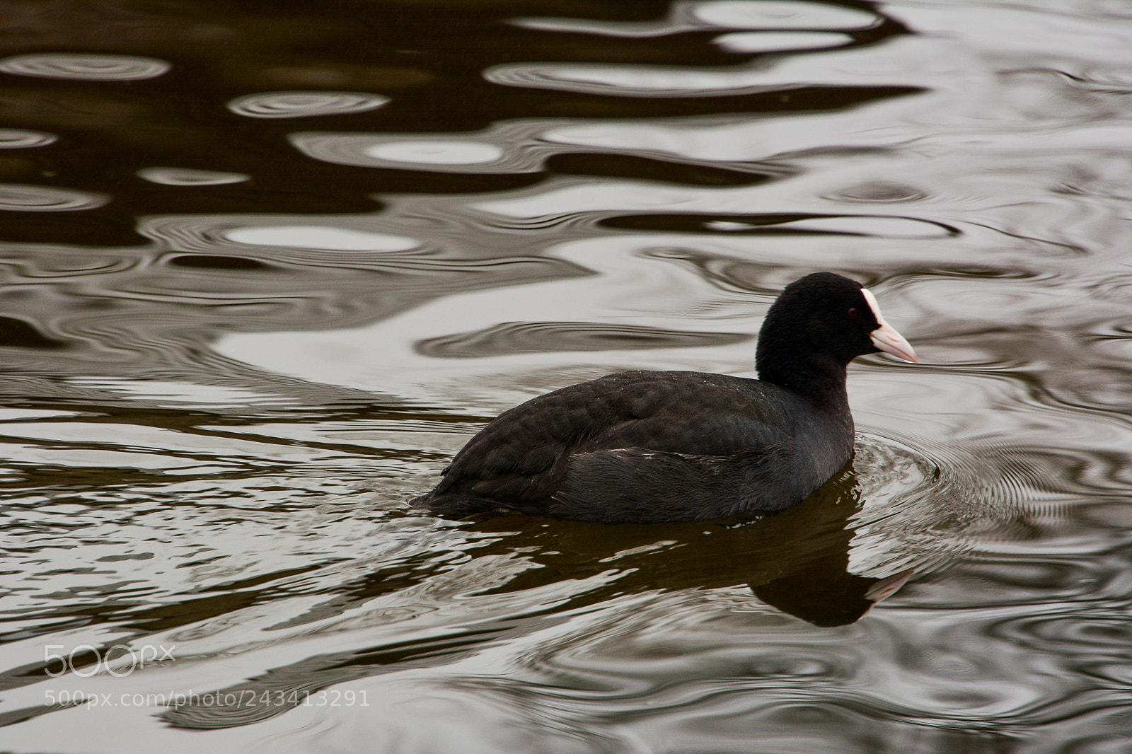 Nikon D7100 sample photo. Moorhen photography