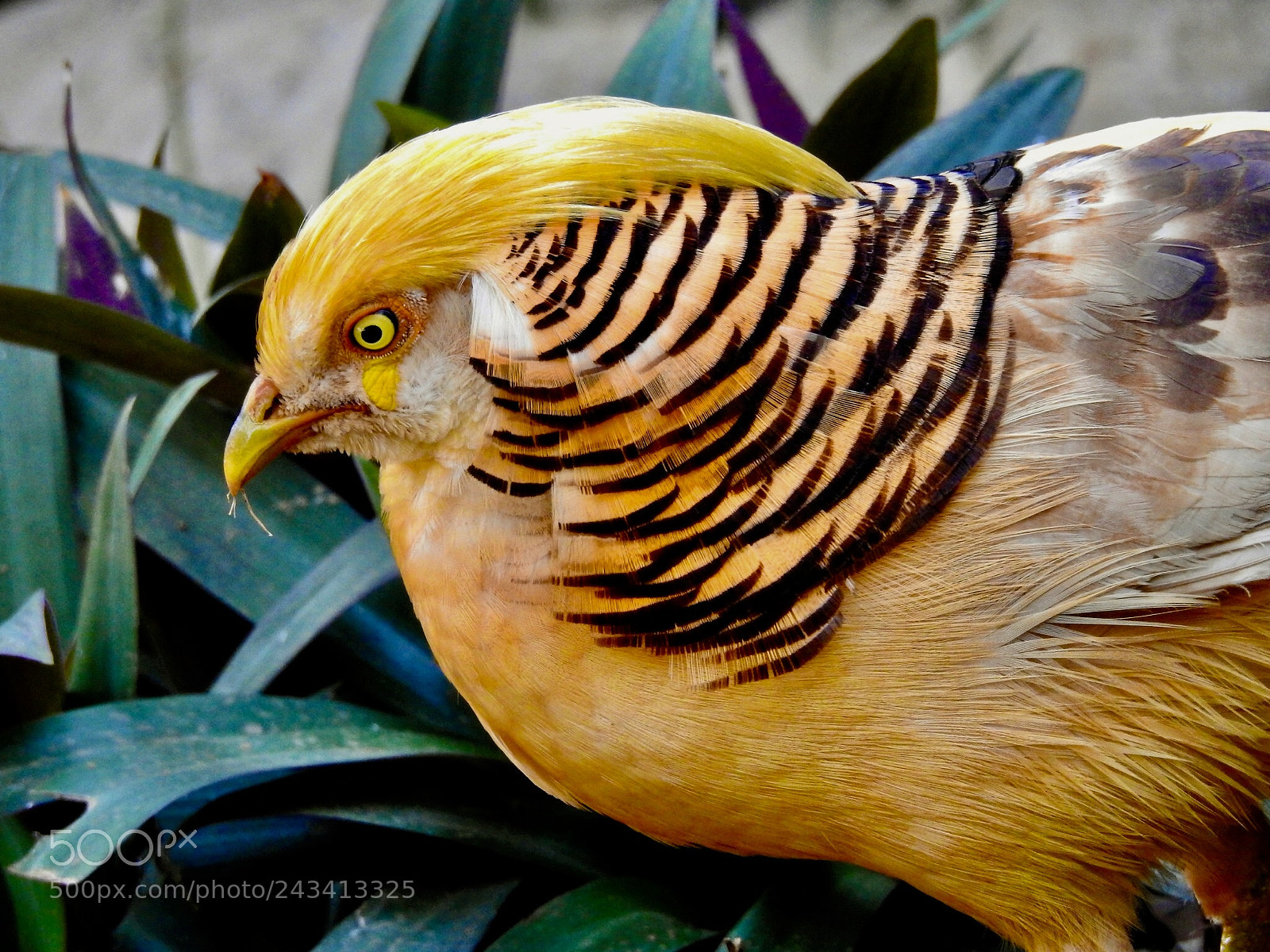 Nikon Coolpix P900 sample photo. Yellow golden pheasant photography