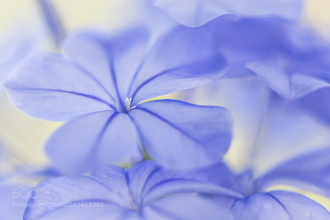 Nikon D810 sample photo. Blue blue i am photography