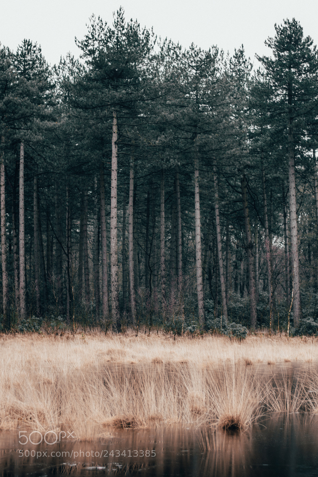 Nikon D7200 sample photo. Kalmthout,frozen lake. photography